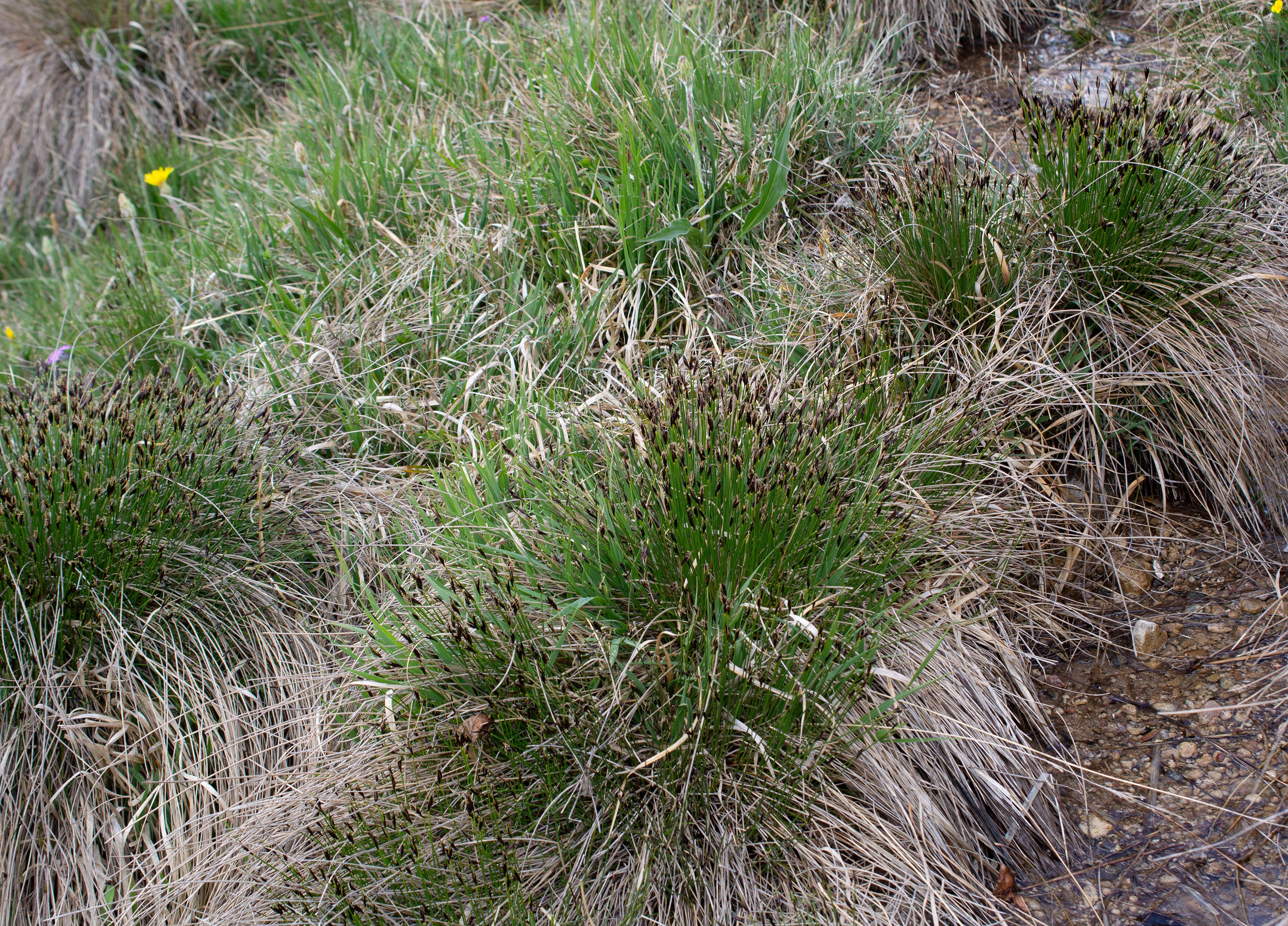 Schoenus ferrugineus, Benestads backar (Sweden). Photo: Lars Salomon. CC BY-NC 4.0