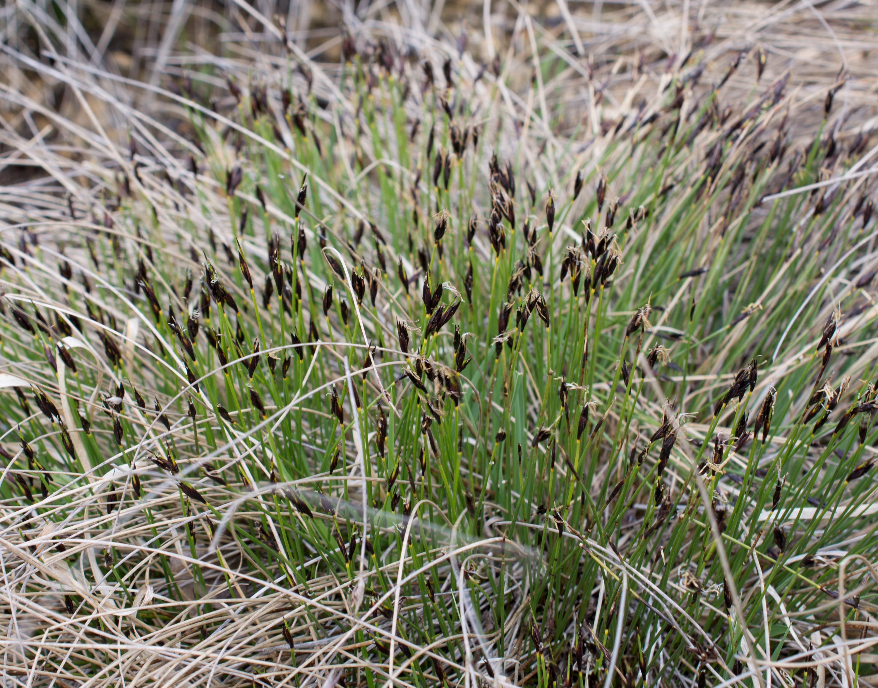 Schoenus ferrugineus, Benestads backar (Sweden). Photo: Lars Salomon. CC BY-NC 4.0