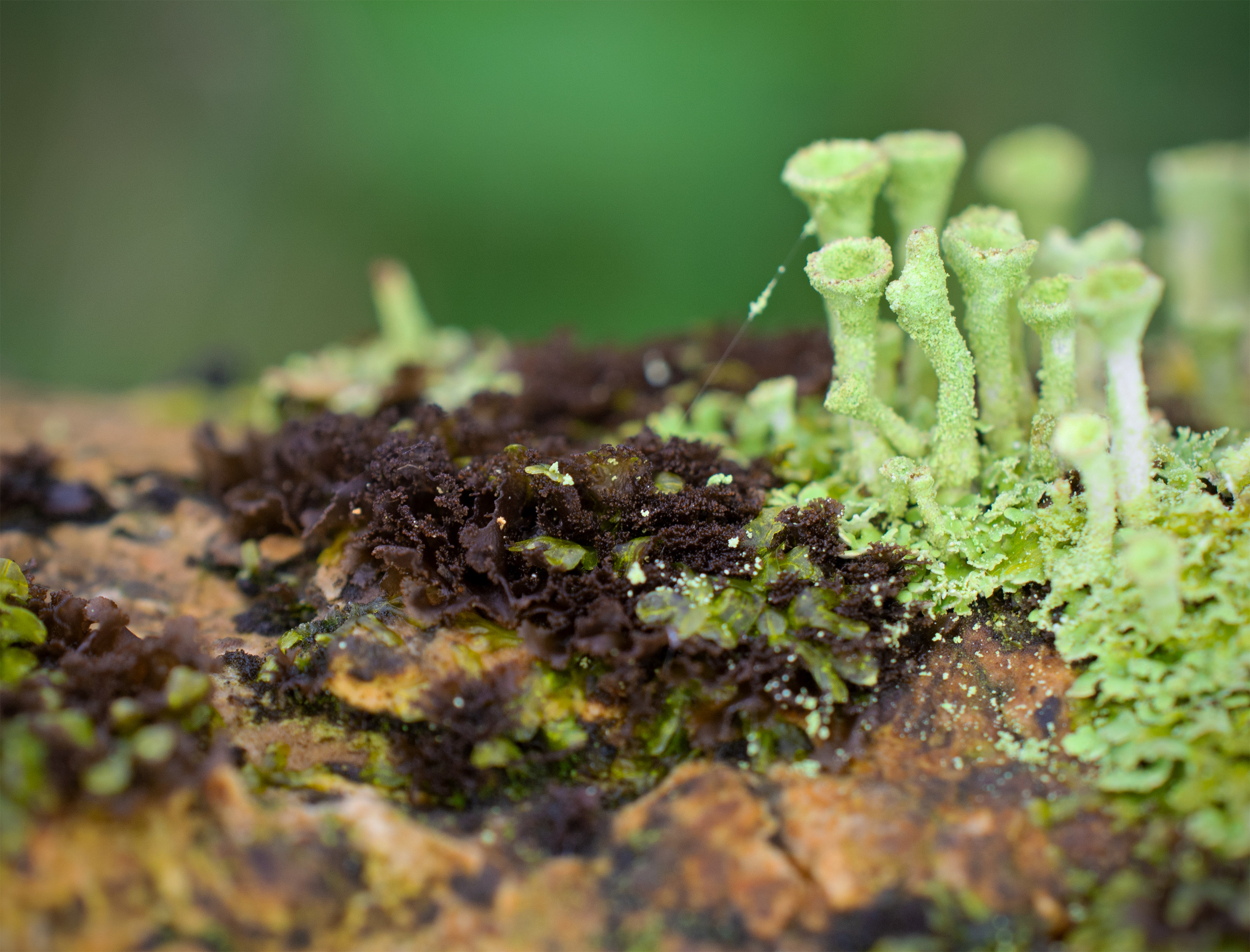 Scytinium lichenoides, Kullaberg (Sweden). Photo: Lars Salomon. CC BY-NC 4.0.