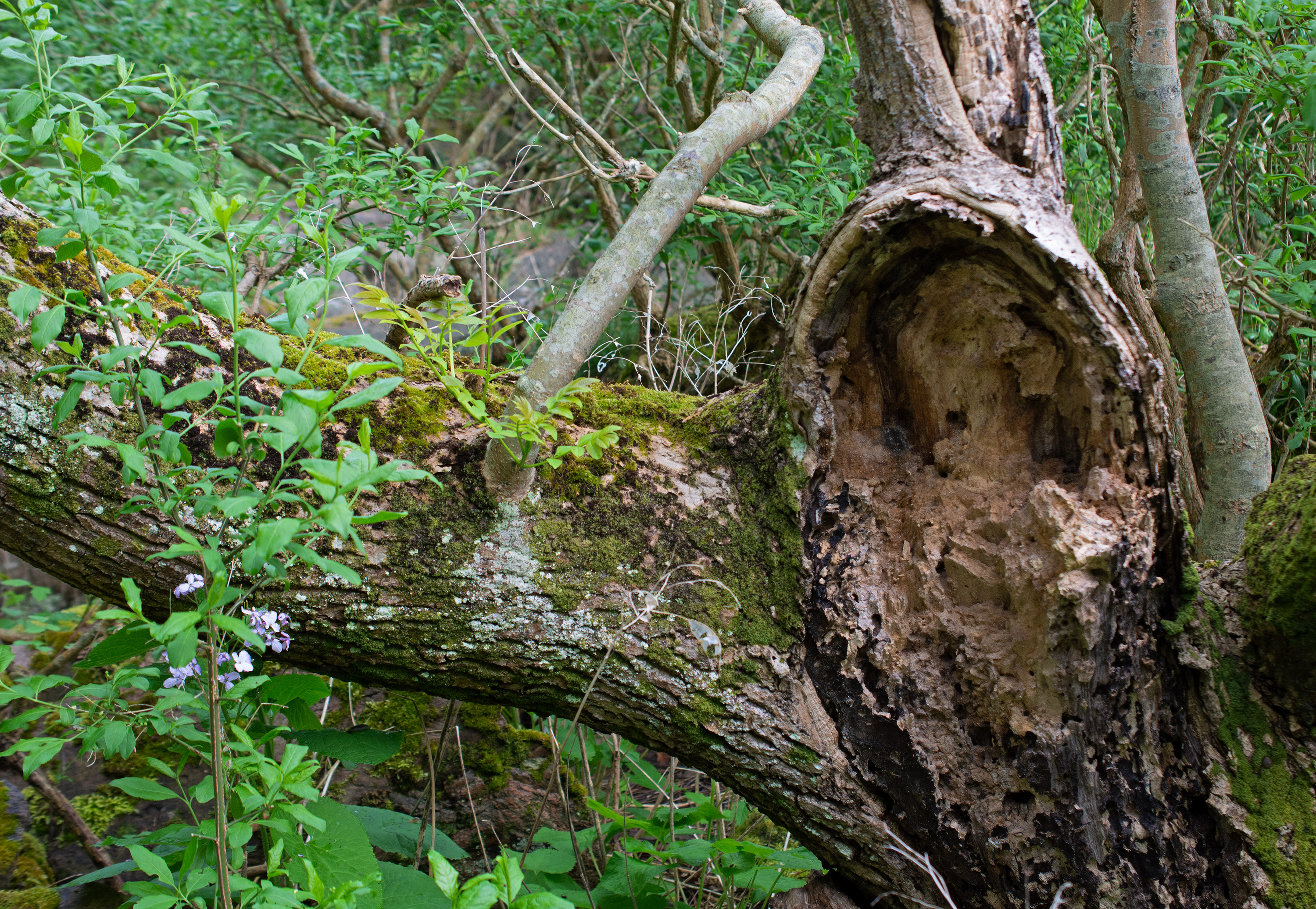 Scytinium lichenoides, Kullaberg (Sweden). Photo: Lars Salomon. CC BY-NC 4.0.