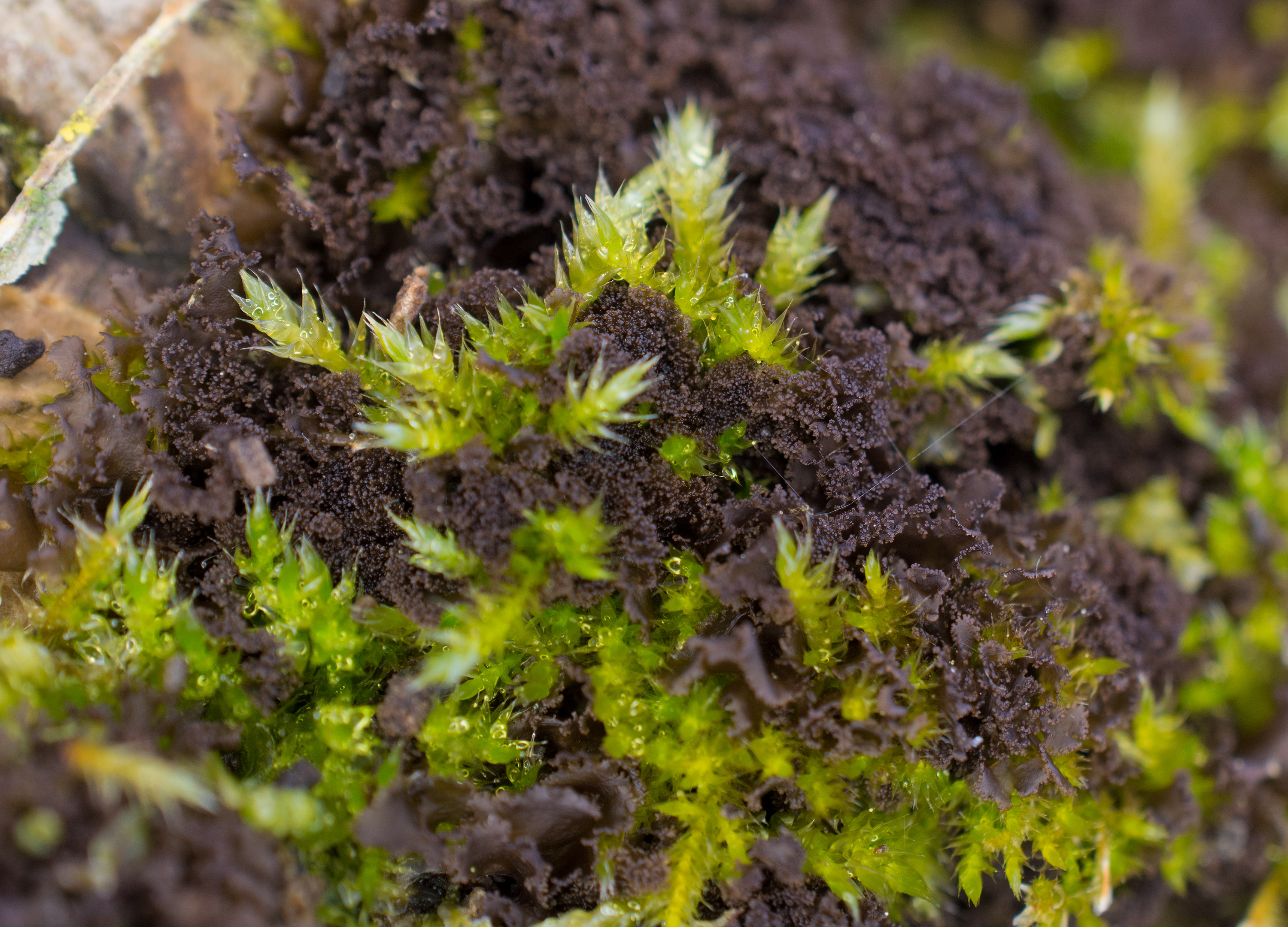 Scytinium lichenoides, Kullaberg (Sweden). Photo: Lars Salomon. CC BY-NC 4.0.