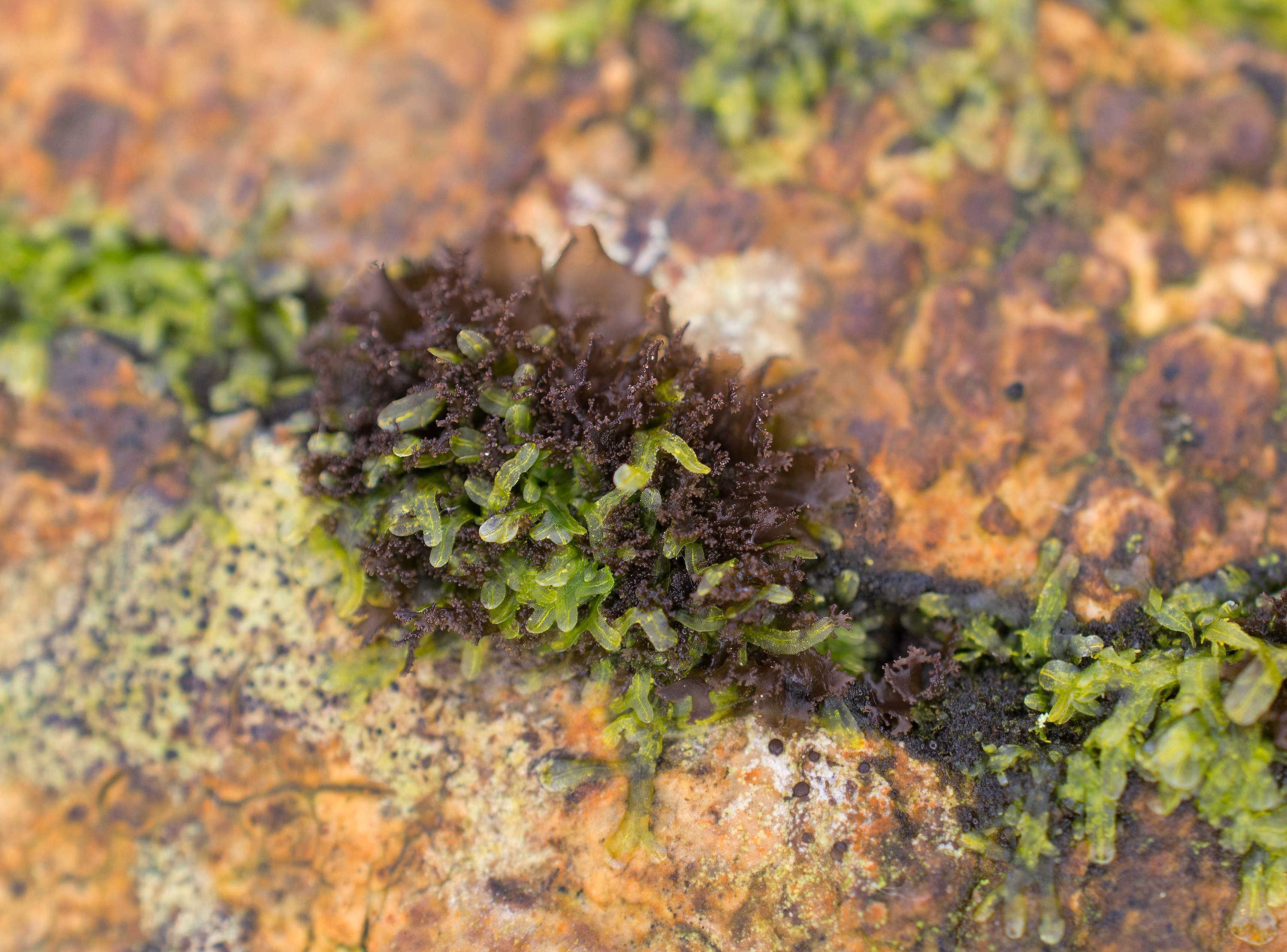 Scytinium lichenoides, Kullaberg (Sweden). Photo: Lars Salomon. CC BY-NC 4.0.