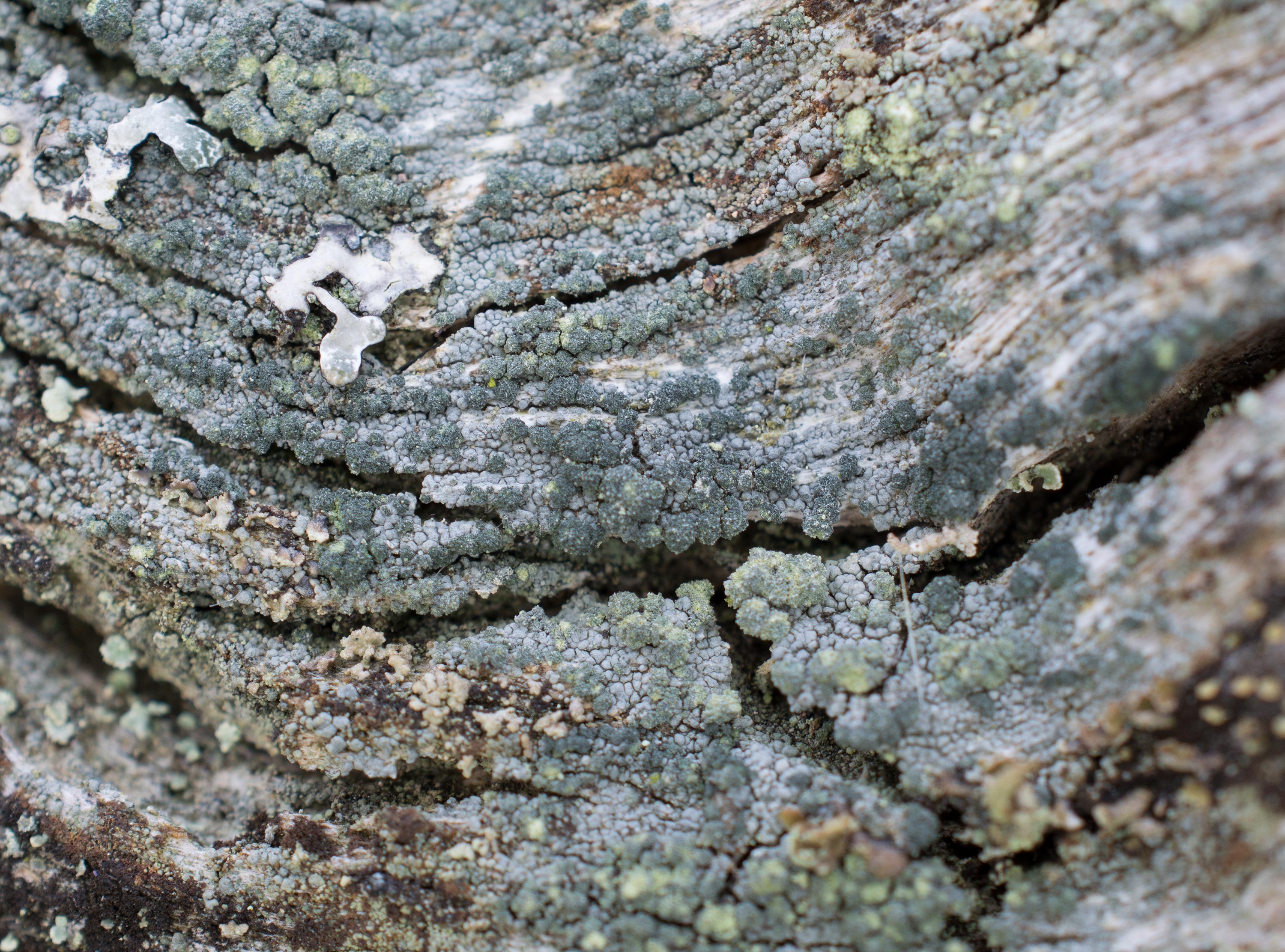 Trapeliopsis flexuosa, Kulla Gunnarstorp (Sweden). Photo: Lars Salomon. CC BY-NC 4.0.