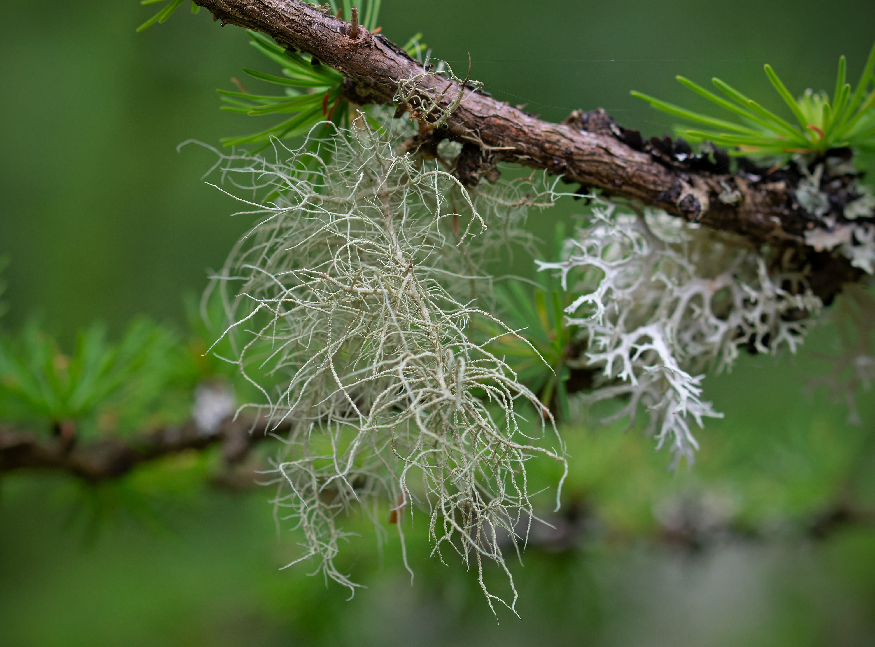 Usnea subfloridana, Lärkeröd (Sweden). Photo: Lars-Salomon. CC BY-NC 4.0.