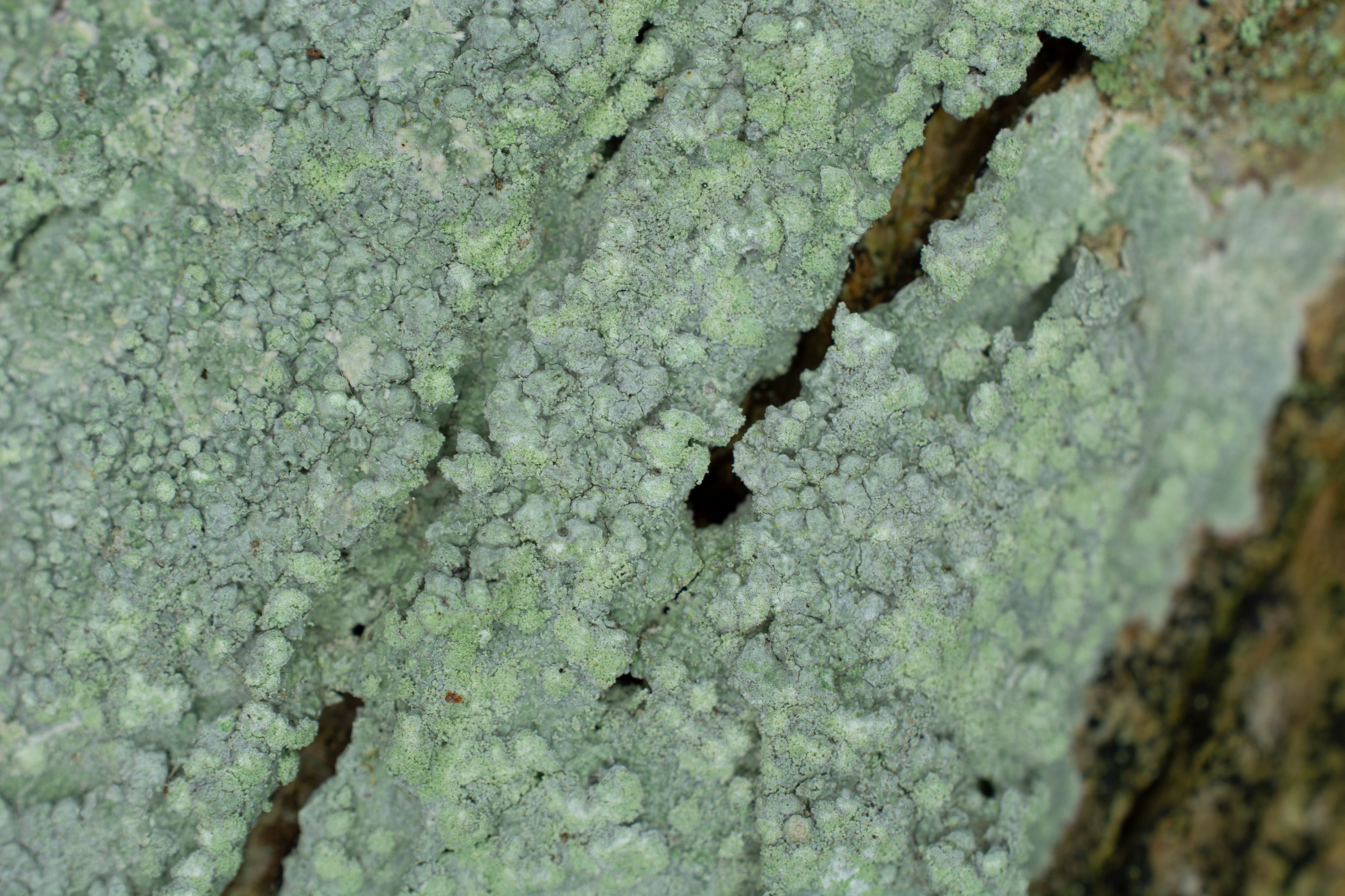 Varicellaria hemisphaerica, Kullaberg (Sweden). Photo: Lars Salomon. CC BY-NC 4.0.