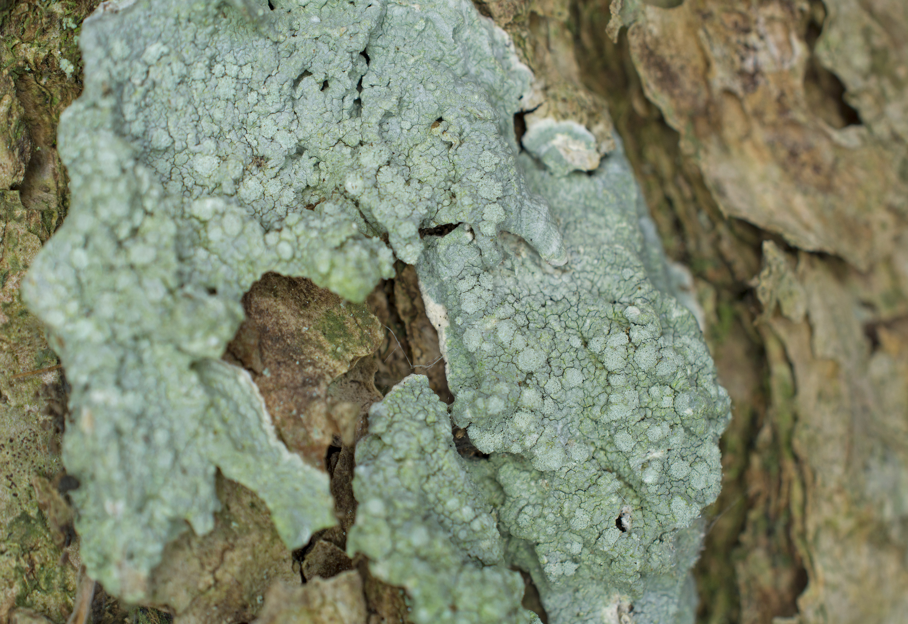 Varicellaria hemisphaerica, Kullaberg (Sweden). Photo: Lars-Salomon. CC BY-NC 4.0.