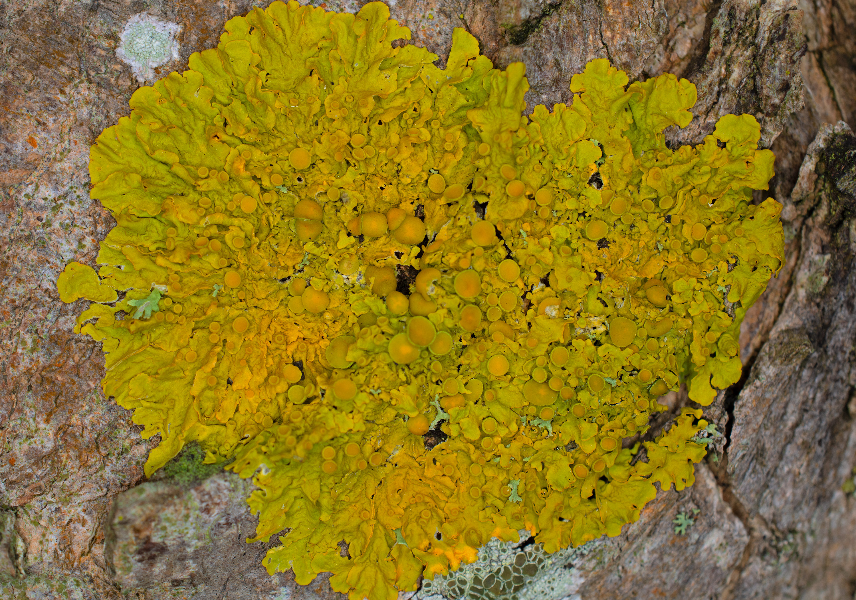 Xanthoria parietina, Kullaberg (Sweden). Photo: Lars-Salomon. CC BY-NC 4.0.