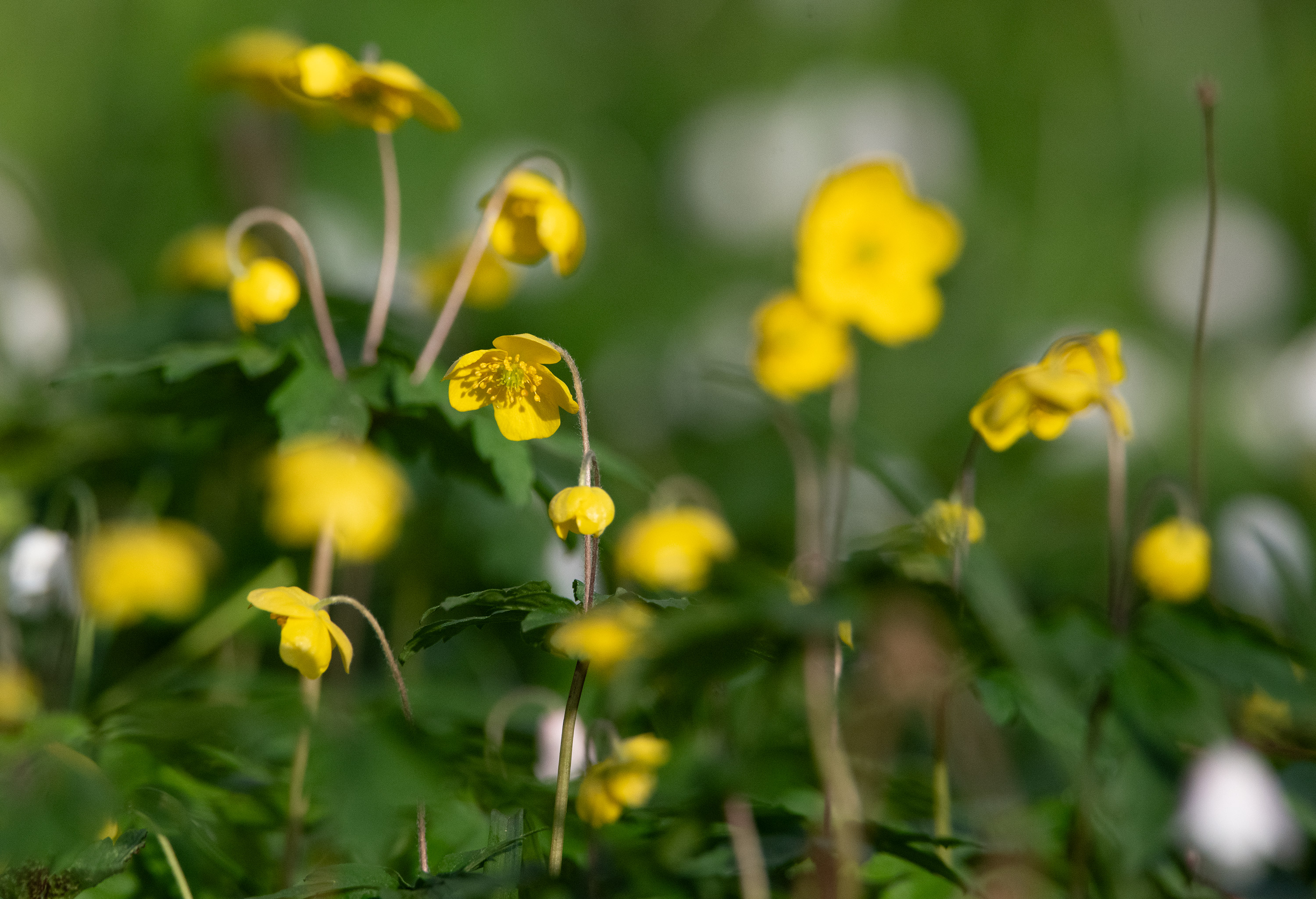 Anemone ranunculoides, Stenshuvud National Park (Sweden). Photo: Lars Salomon. CC BY-NC 4.0.