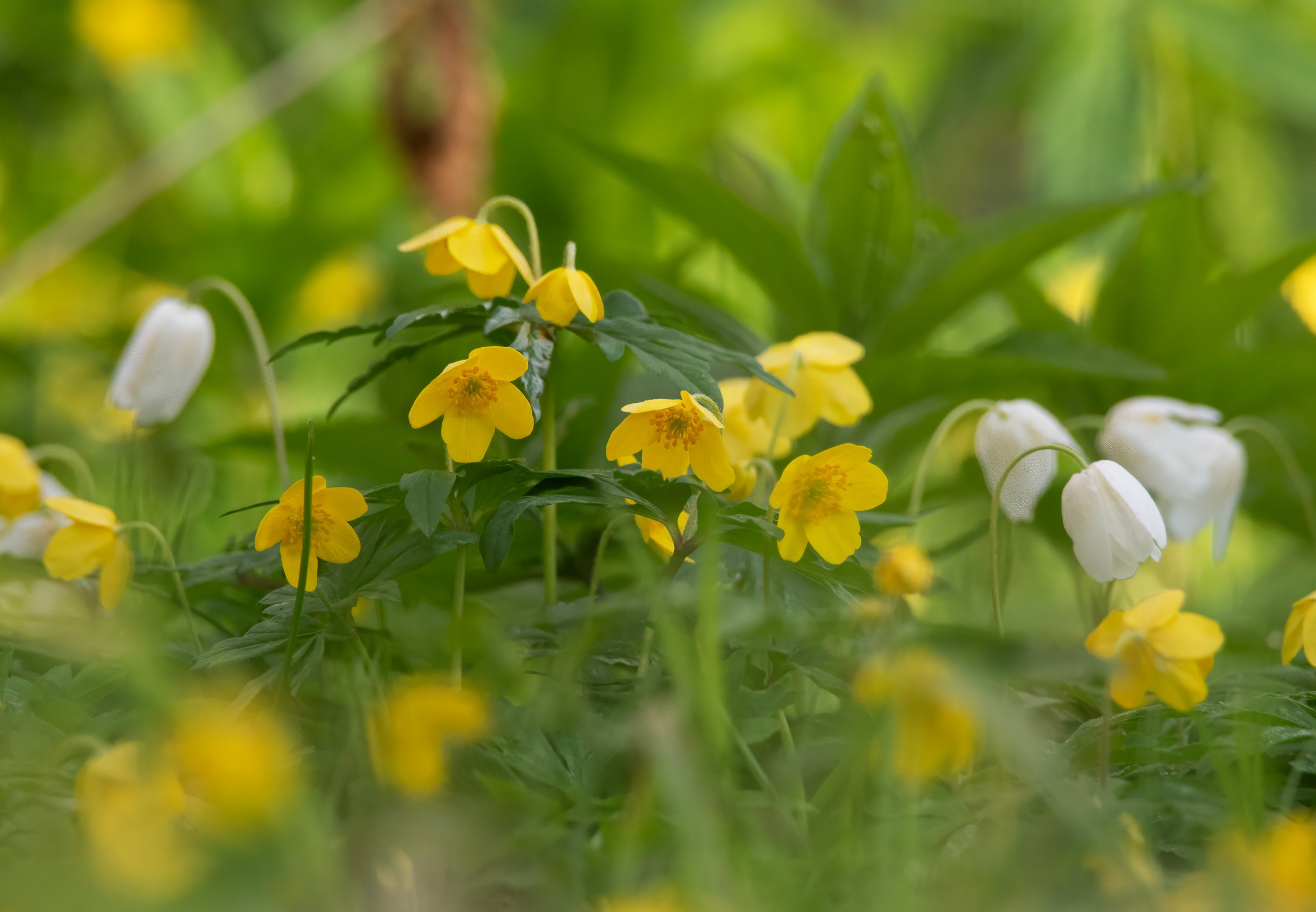 Anemone ranunculoides, Stenshuvud National Park (Sweden). Photo: Lars Salomon. CC BY-NC 4.0.