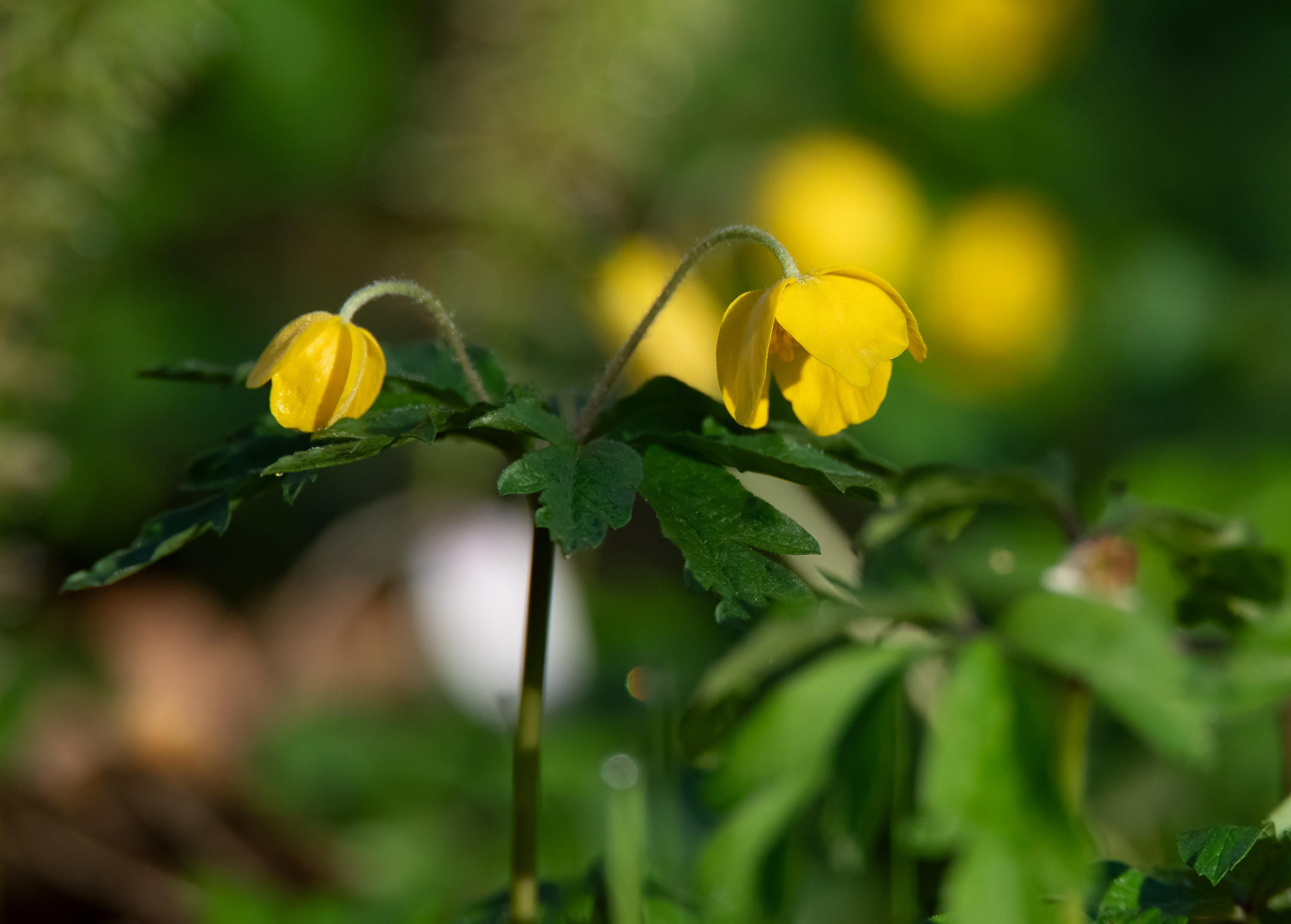 Anemone ranunculoides, Stenshuvud National Park (Sweden). Photo: Lars Salomon. CC BY-NC 4.0.