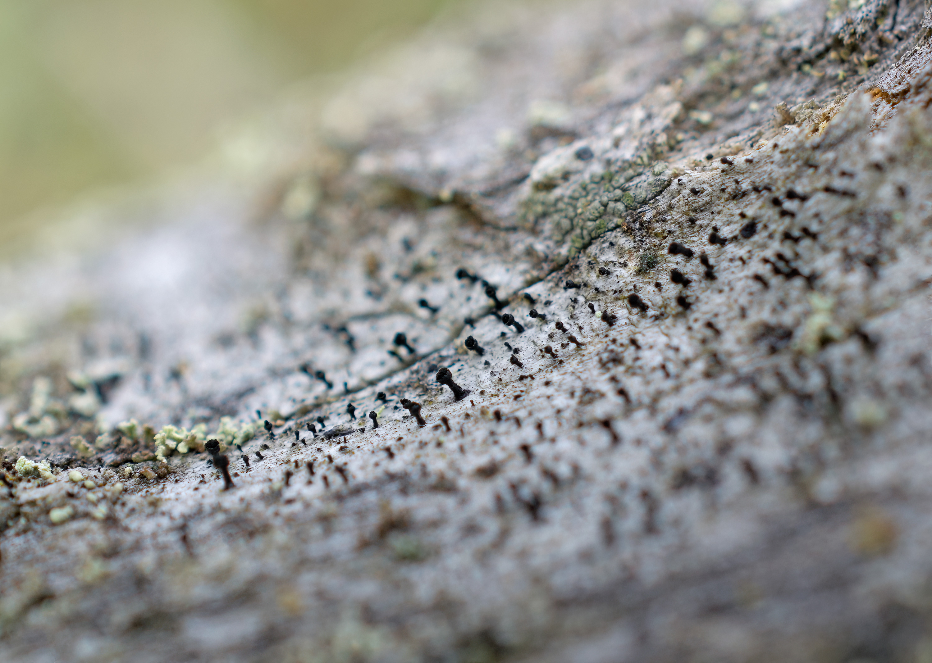 Calicium glaucellum, Kullaberg (Sweden). Photo: Lars-Salomon. CC BY-NC 4.0.