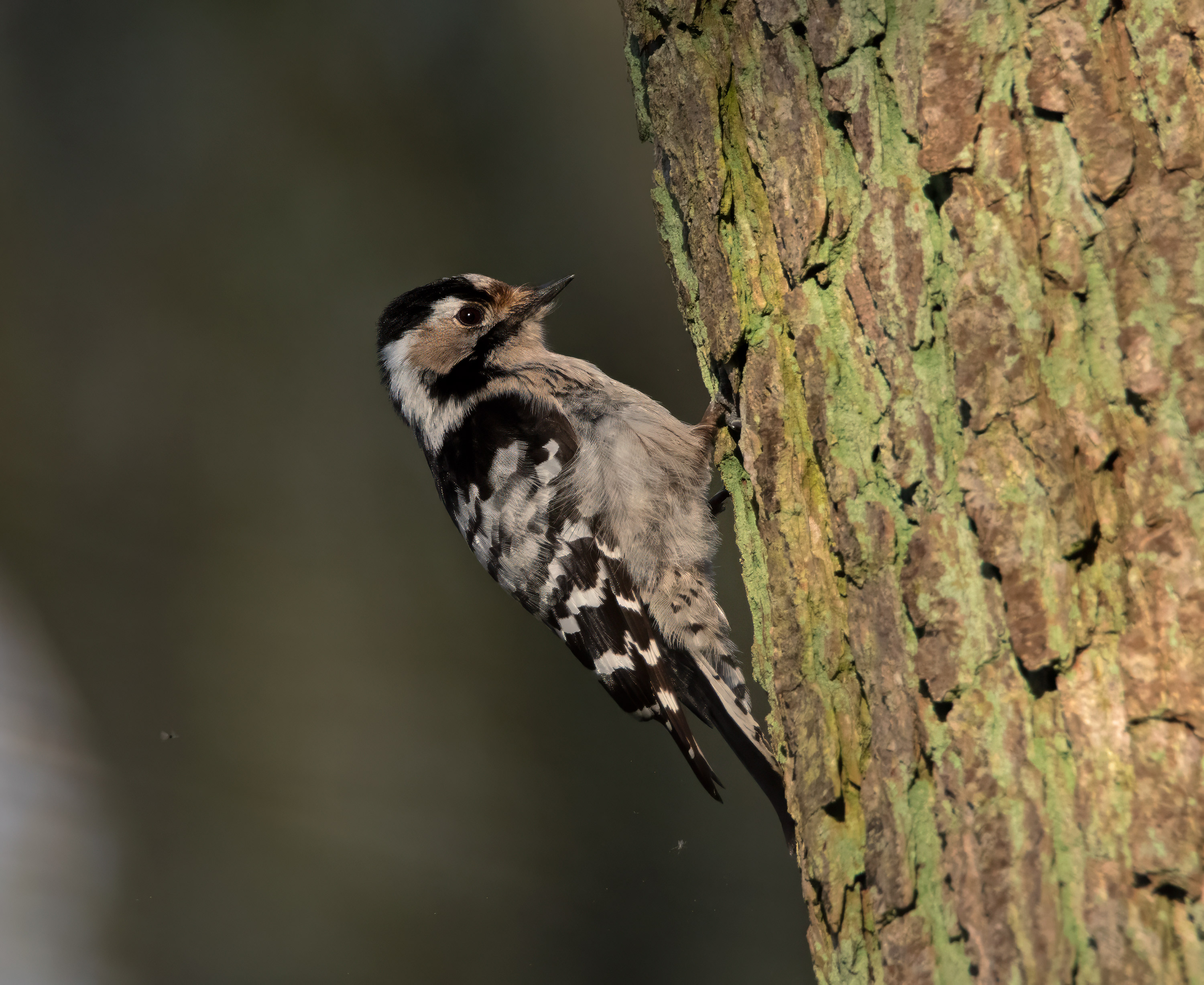 Dryobates minor, Stenshuvud National Park (Sweden). Photo: Lars Salomon. CC BY-NC 4.0.