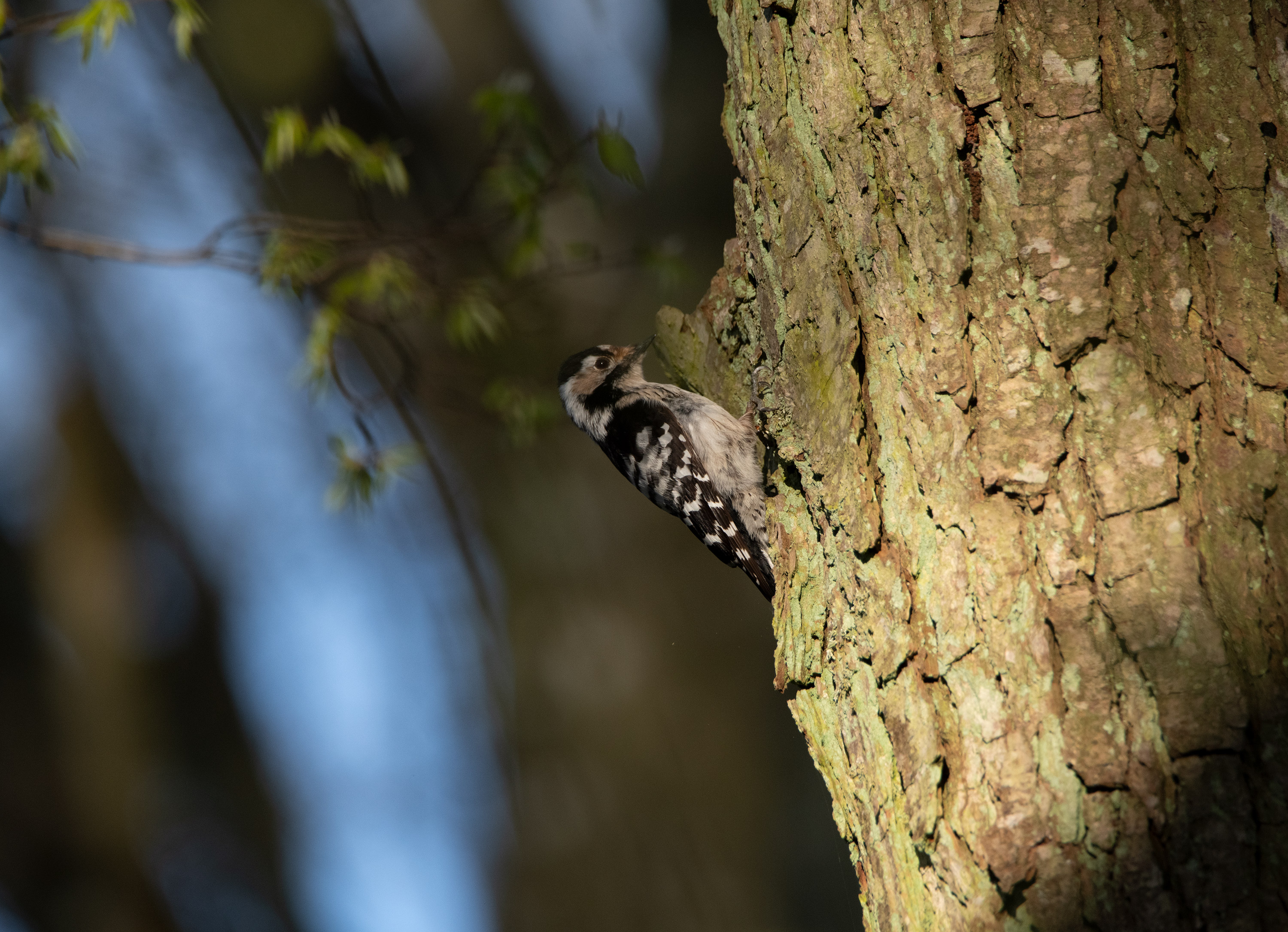 Dryobates minor, Stenshuvud National Park (Sweden). Photo: Lars Salomon. CC BY-NC 4.0.