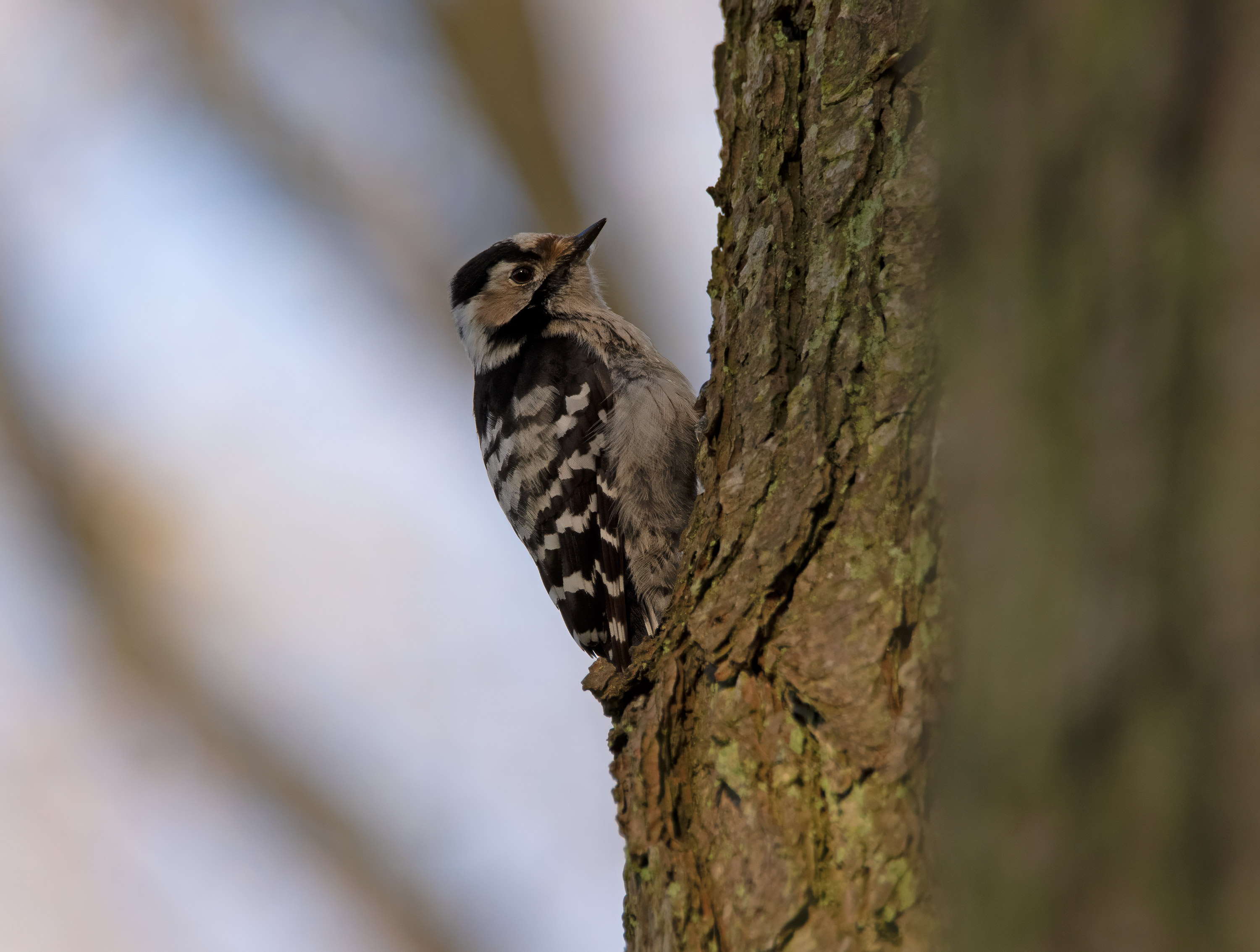 Dryobates minor, Stenshuvud National Park (Sweden). Photo: Lars Salomon. CC BY-NC 4.0.