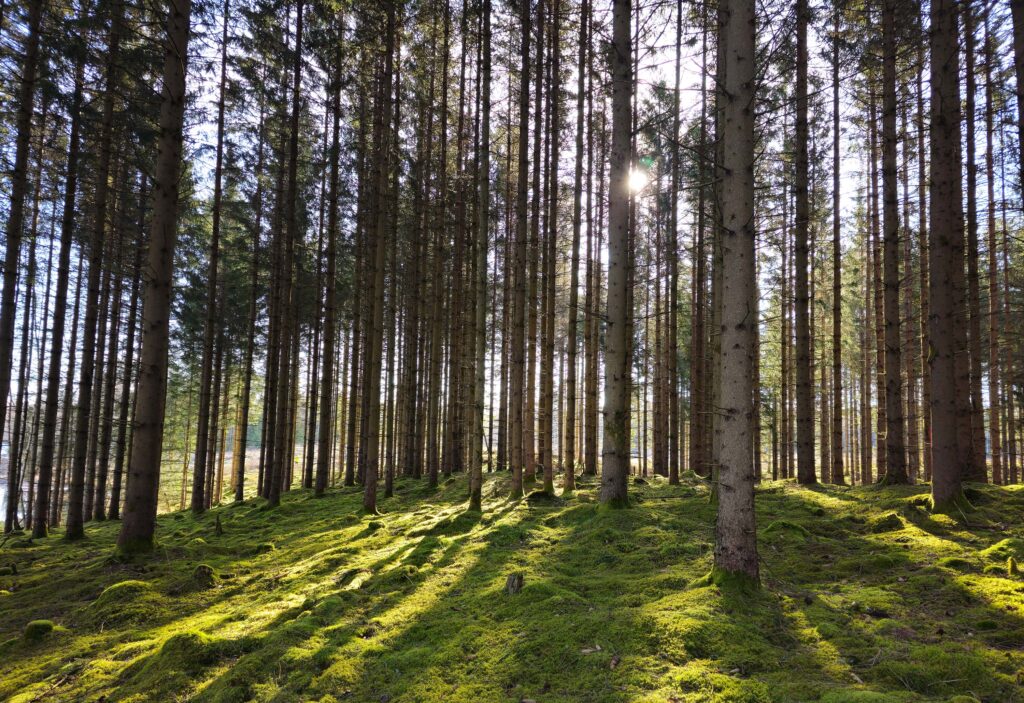 Forest plantation - Picea abies. Falkenberg, Gällared (Sweden). Photo: Lars Salomon. CC BY-NC 4.0