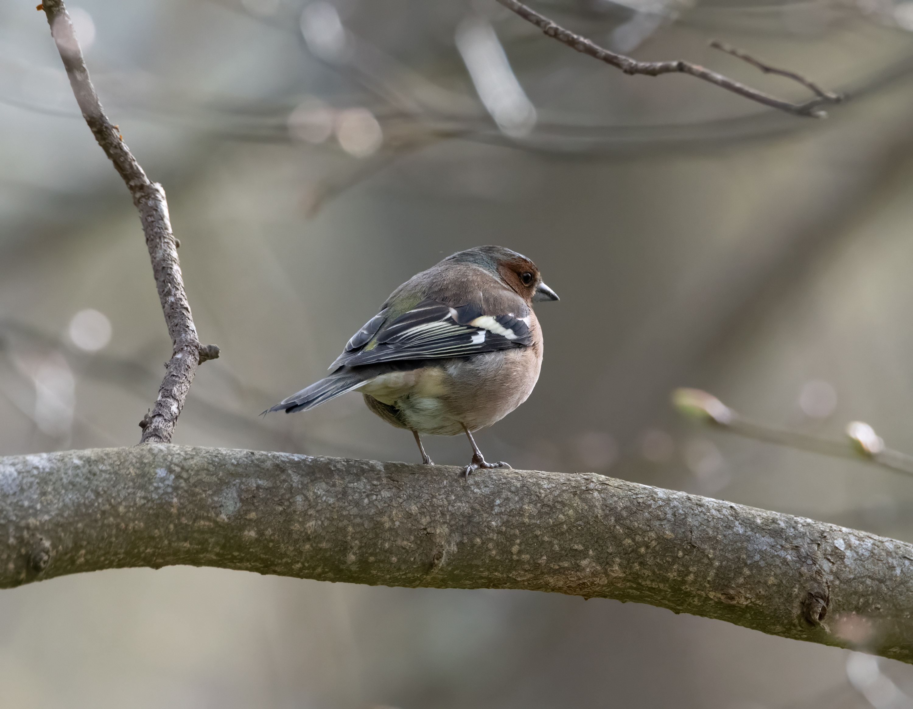 Fringilla coelebs, Kullaberg (Sweden). Photo: Lars Salomon. CC BY-NC 4.0.