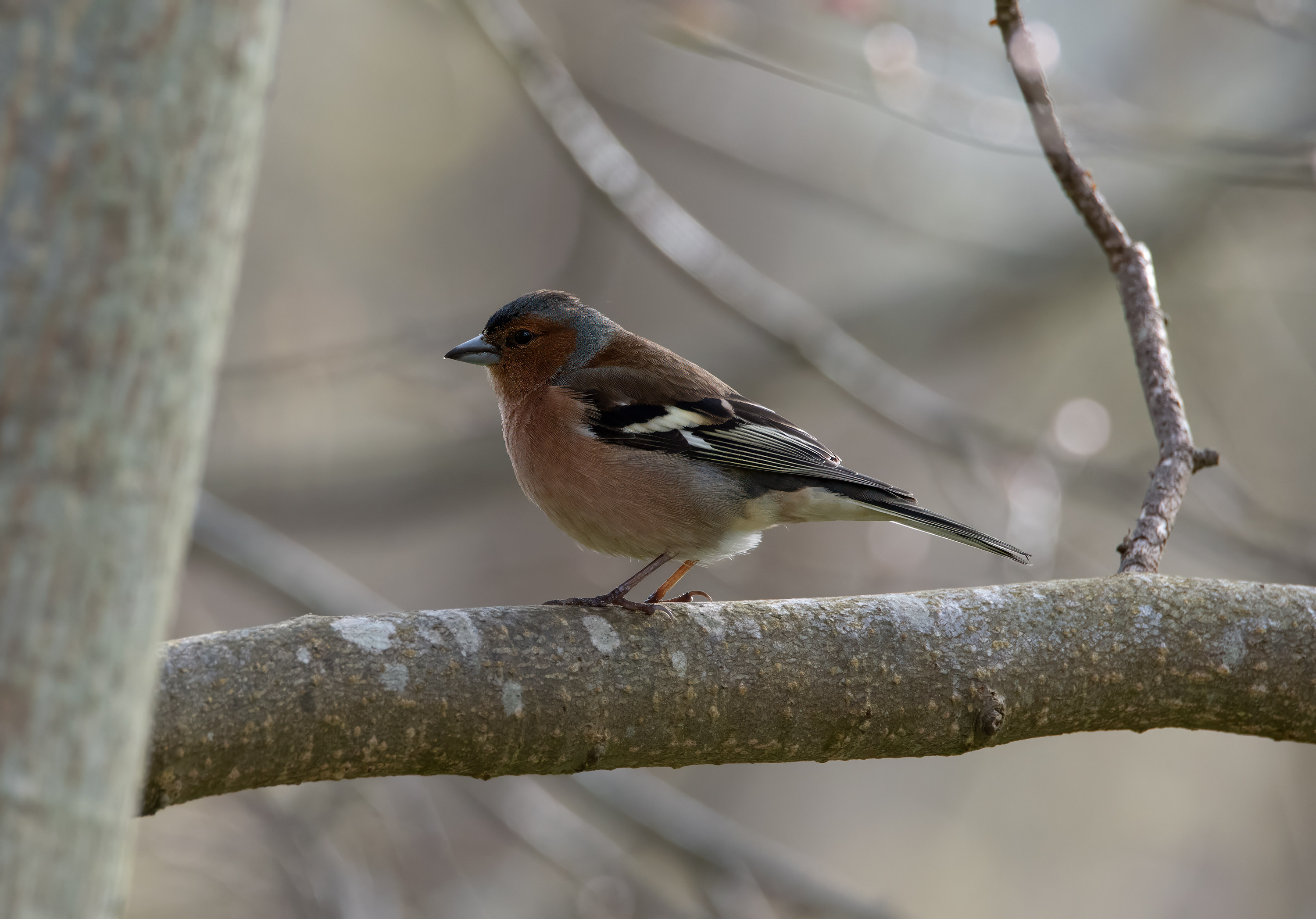 Fringilla coelebs, Kullaberg (Sweden). Photo: Lars Salomon. CC BY-NC 4.0.