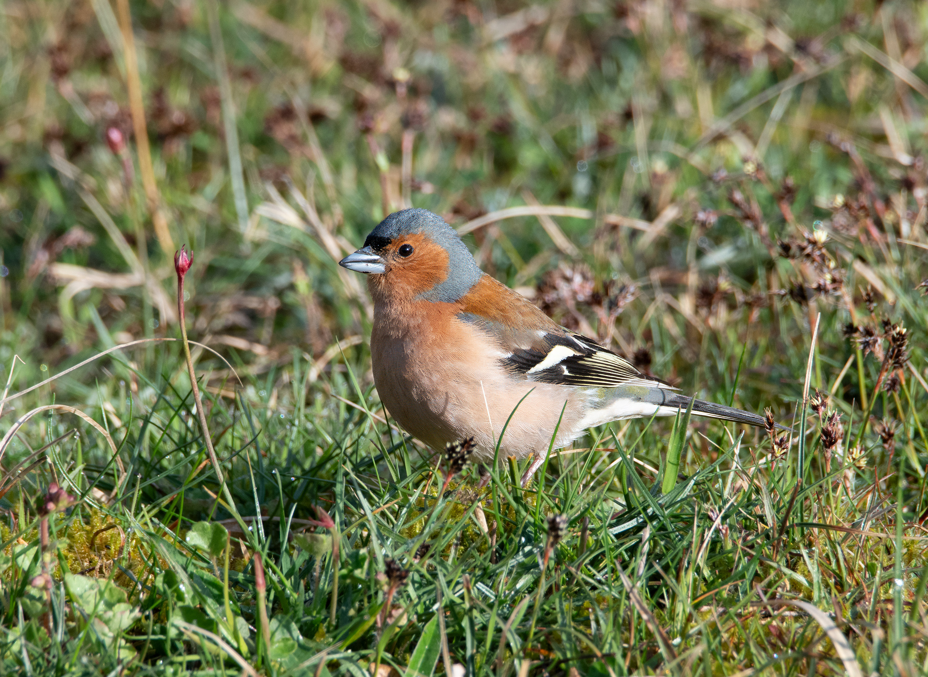 Fringilla coelebs, Stenshuvud National Park (Sweden). Photo: Lars Salomon. CC BY-NC 4.0.