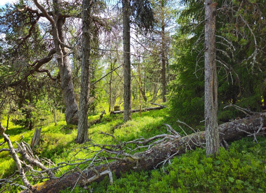 Långfjället Nature Reserve. Photo: Lars Salomon. CC BY-NC 4.0.