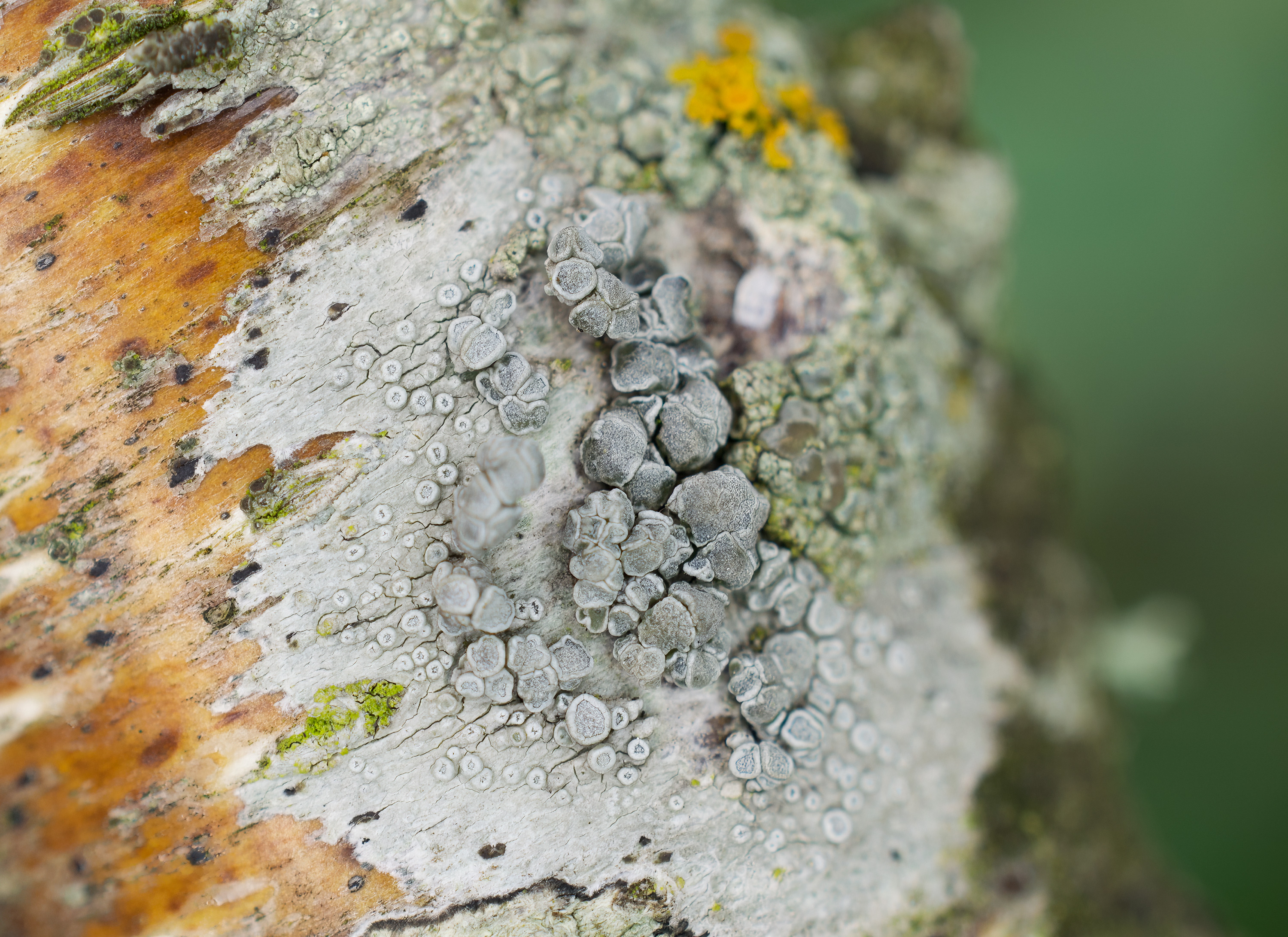 Lecanora carpinea, Kullaberg (Sweden). Photo: Lars-Salomon. CC BY-NC 4.0.