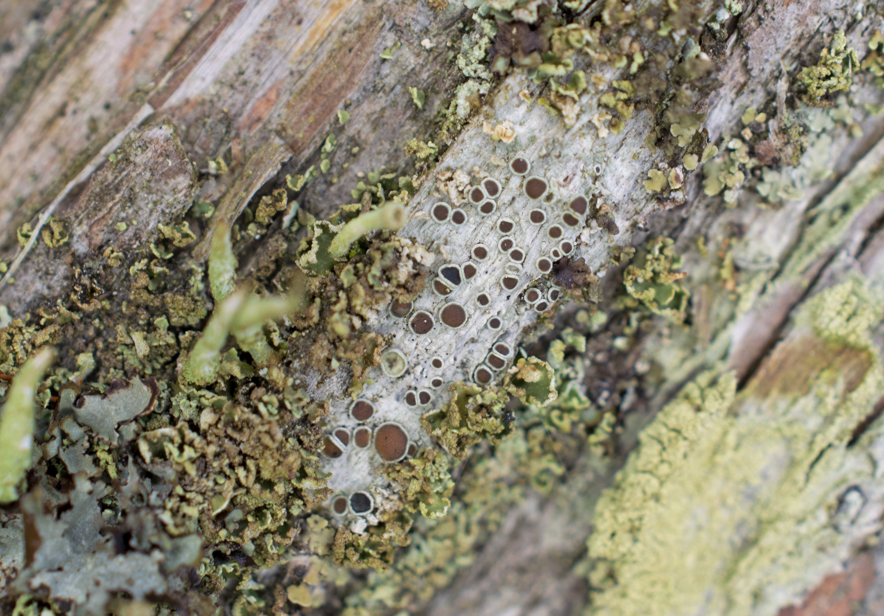 Lecanora pulicaris, Kullaberg (Sweden). Photo: Lars-Salomon. CC BY-NC 4.0.