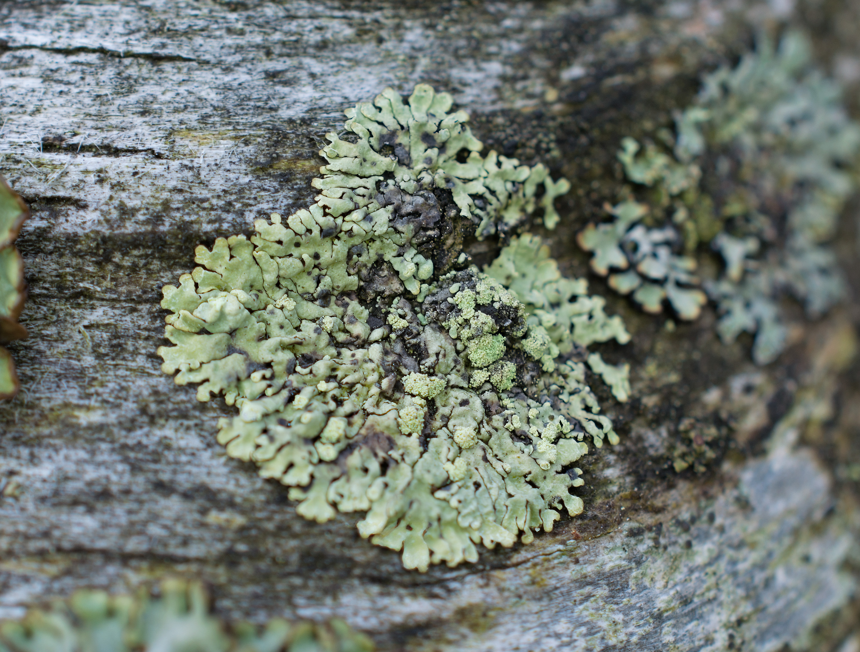 Parmeliopsis ambigua, Kullaberg (Sweden). Photo: Lars-Salomon. CC BY-NC 4.0.