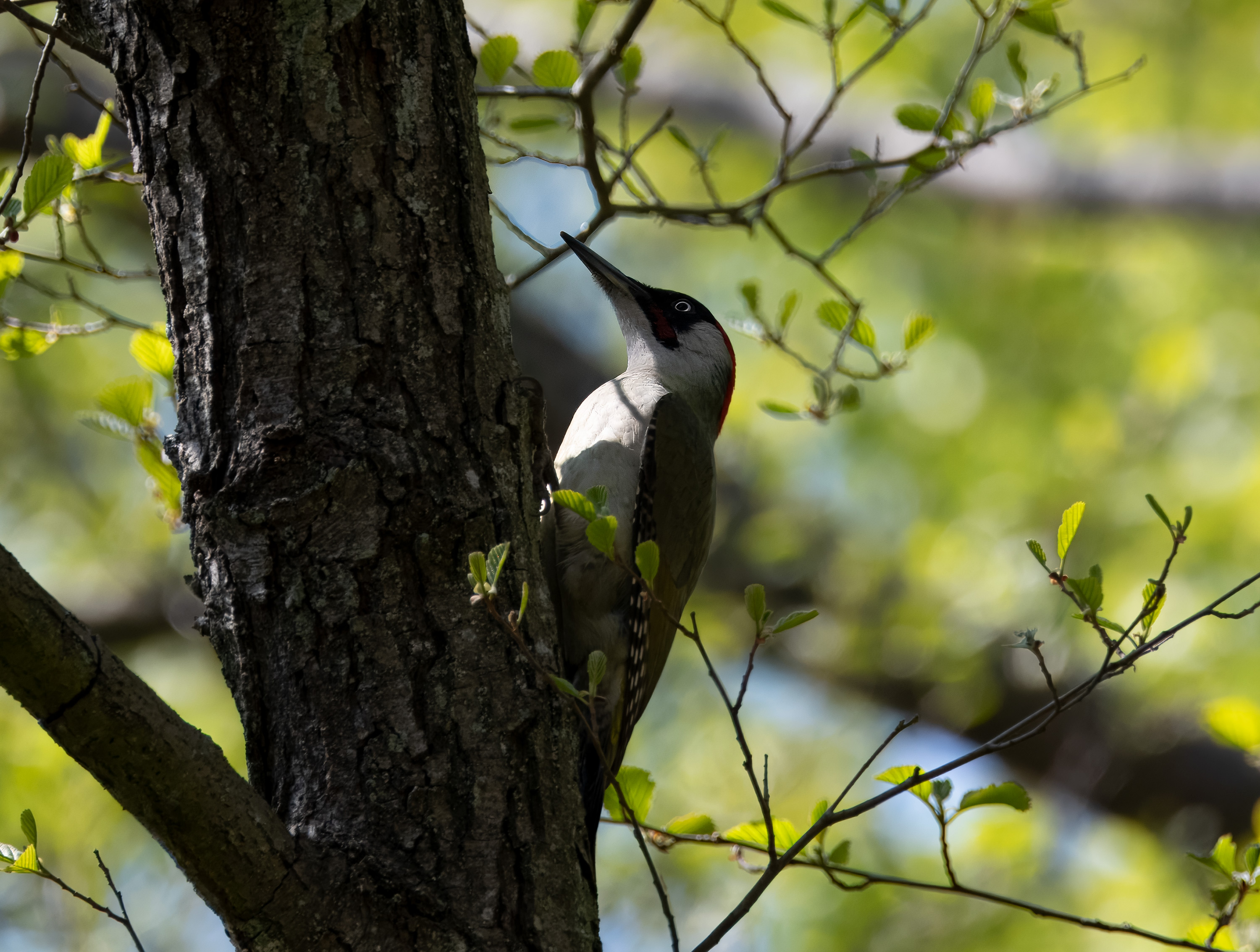 Picus viridis, Stenshuvud National Park. Photo: Lars Salomon. CC BY-NC 4.0.