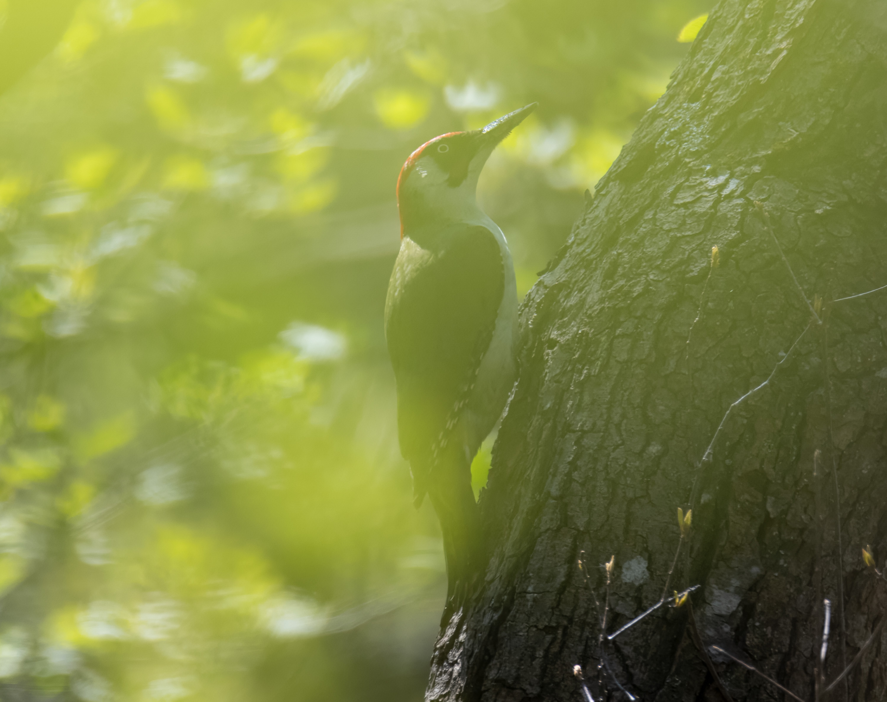 Picus viridis, Stenshuvud National Park. Photo: Lars Salomon. CC BY-NC 4.0.