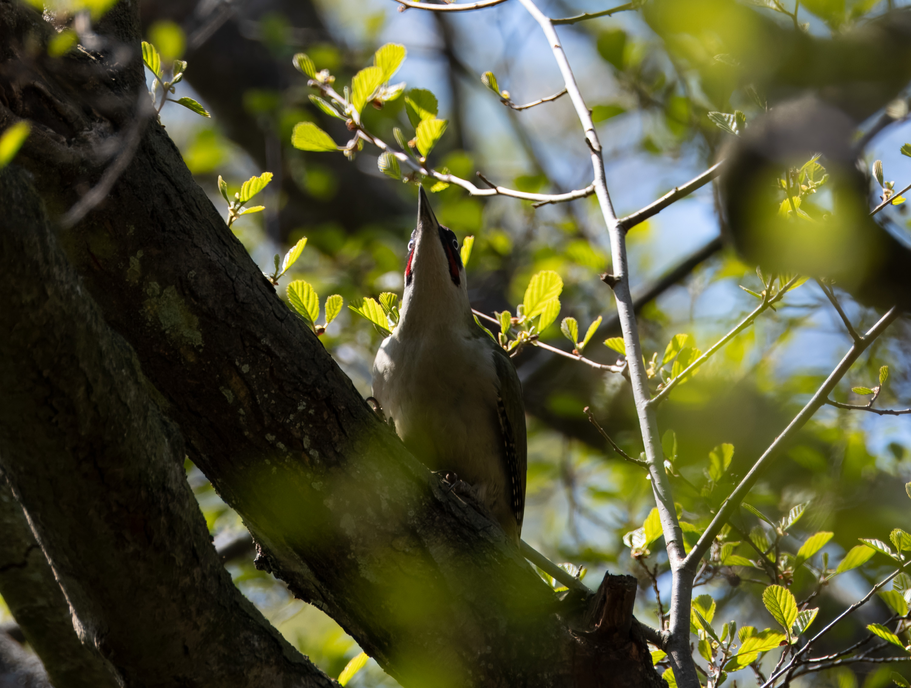 Picus viridis, Stenshuvud National Park. Photo: Lars Salomon. CC BY-NC 4.0.