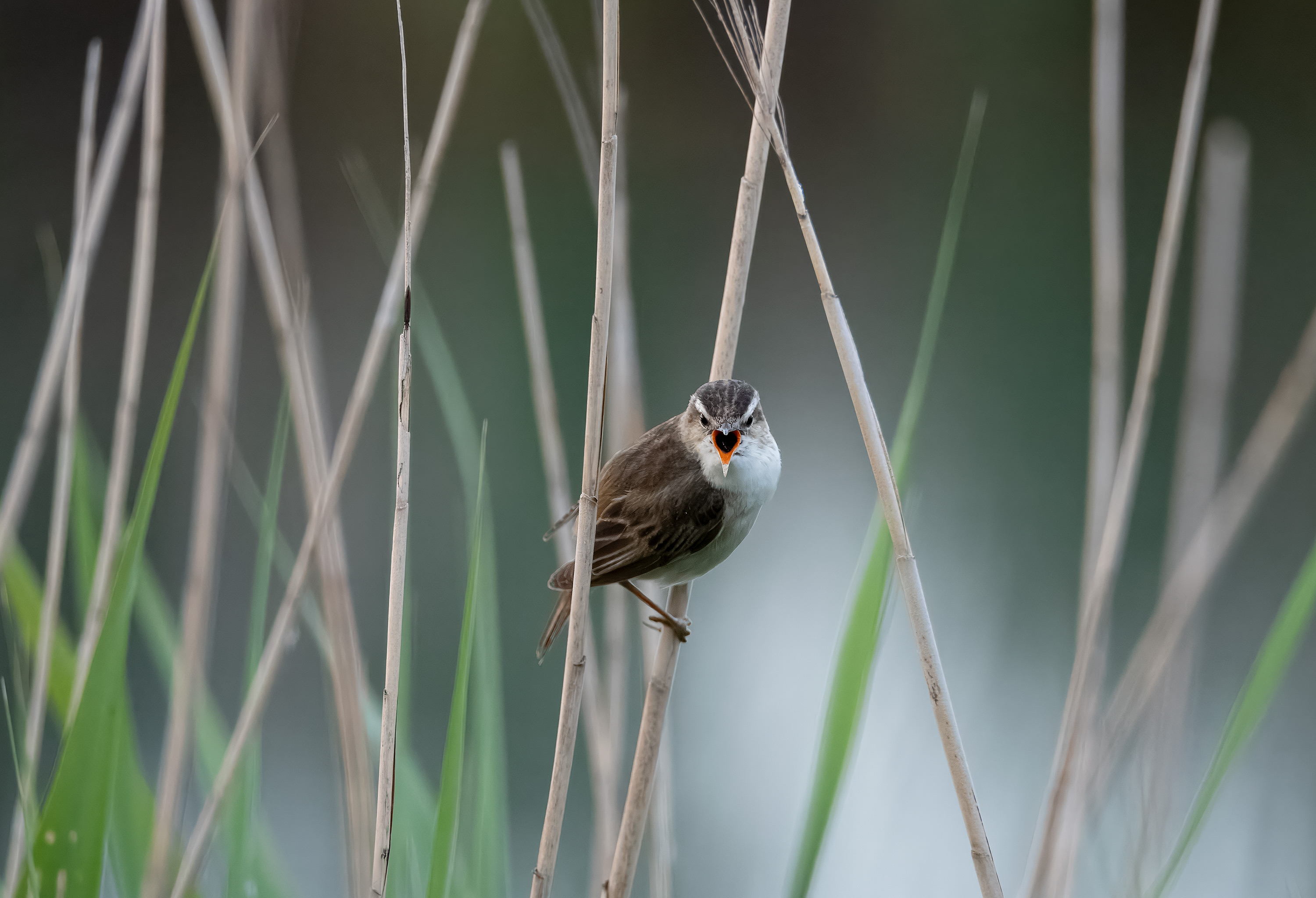 Acrocephalus schoenobaenus. Trönninge ängar, Sweden. Photo: Lars Salomon. CC BY-NC 4.0.