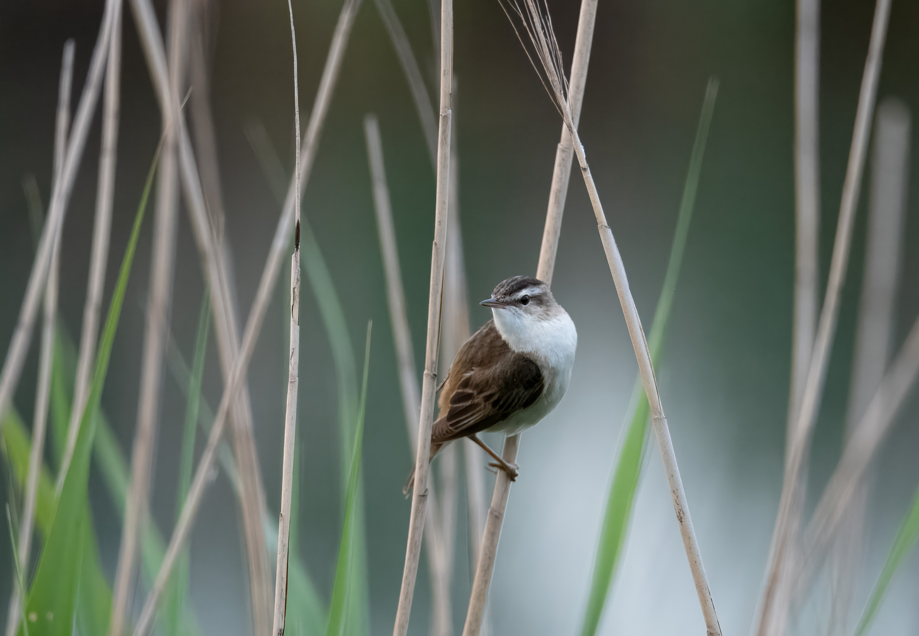 Acrocephalus schoenobaenus. Trönninge ängar, Sweden. Photo: Lars Salomon. CC BY-NC 4.0.