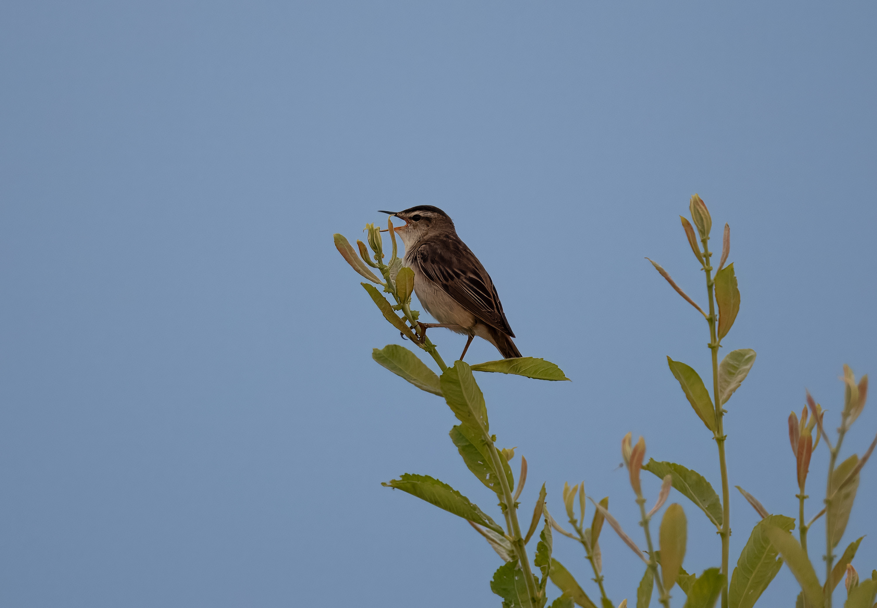 Acrocephalus schoenobaenus. Trönninge ängar, Sweden. Photo: Lars Salomon. CC BY-NC 4.0.