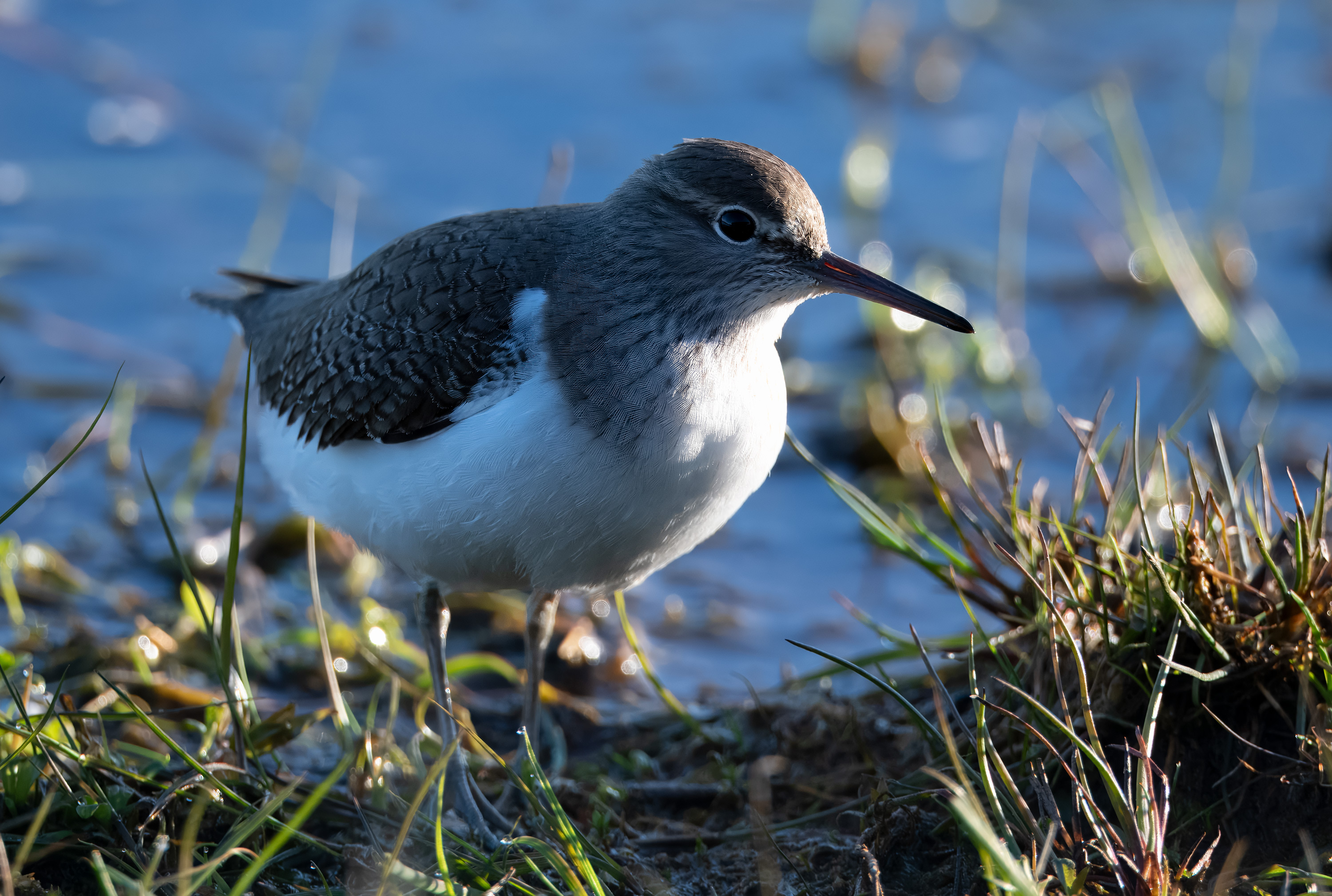 Actitis hypoleucos. Trönninge ängar, Sweden. Photo: Lars Salomon. CC BY-NC 4.0.