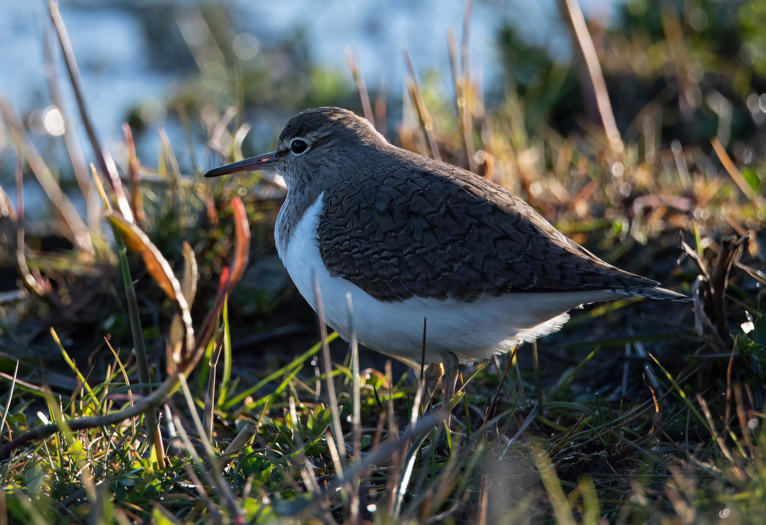 Actitis hypoleucos. Trönninge ängar, Sweden. Photo: Lars Salomon. CC BY-NC 4.0.