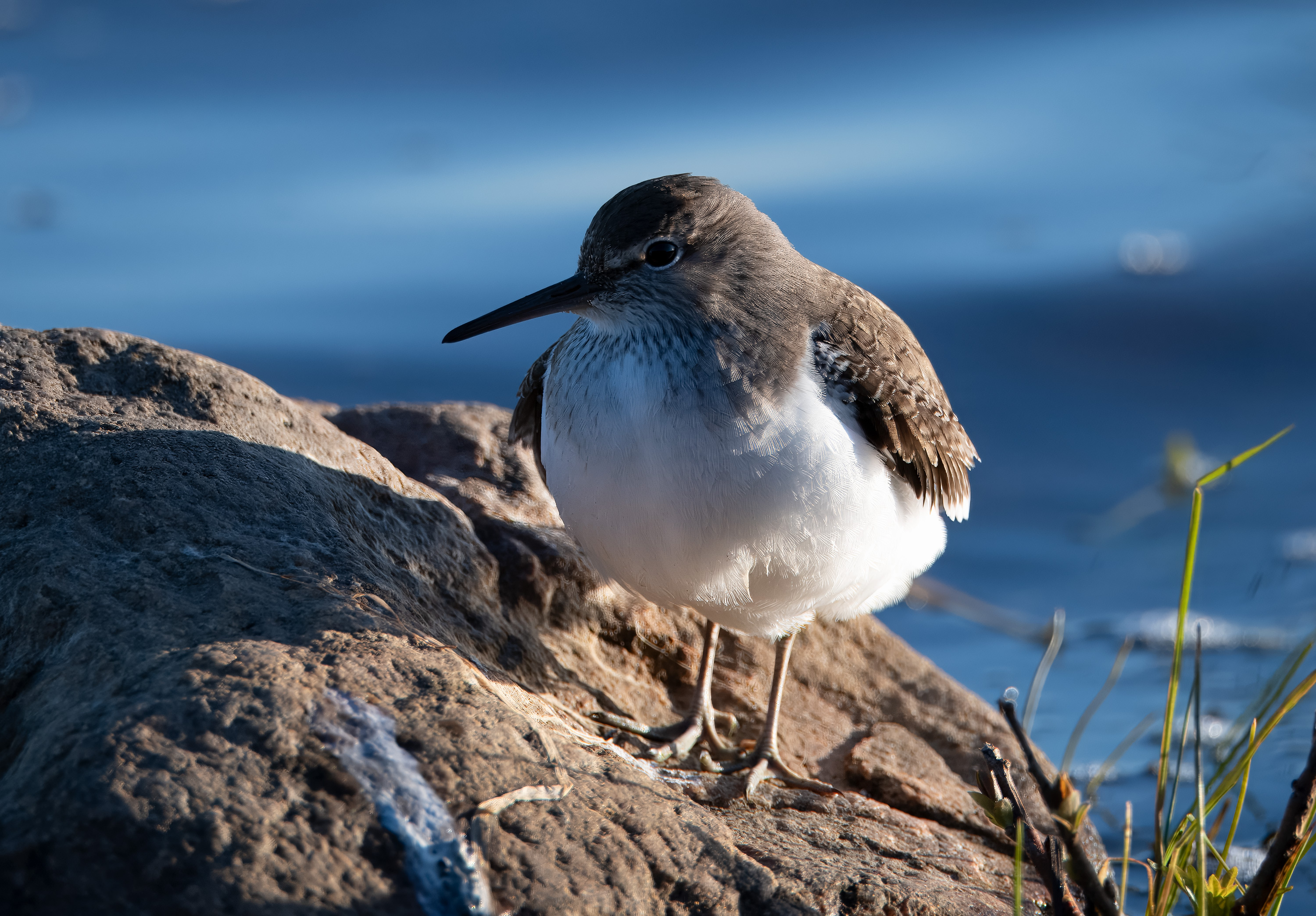 Actitis hypoleucos. Trönninge ängar, Sweden. Photo: Lars Salomon. CC BY-NC 4.0.