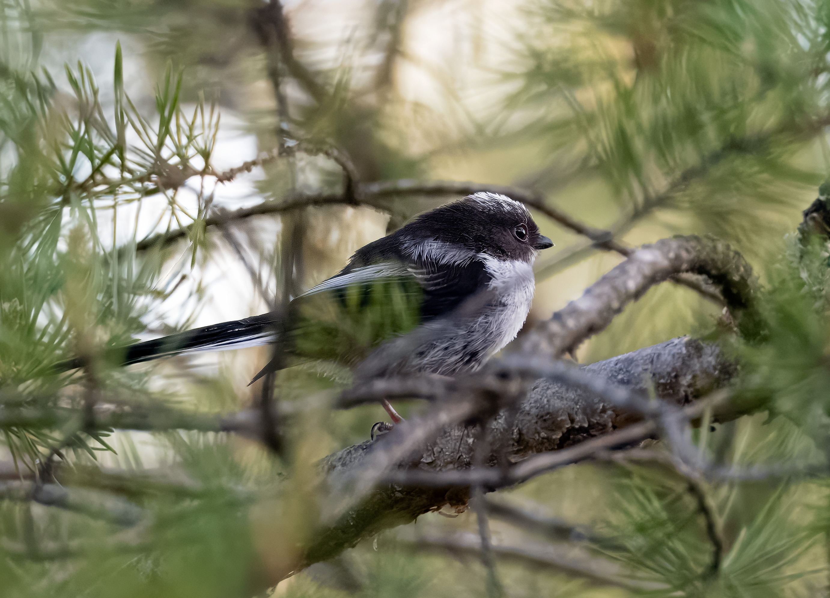 Aegithalos caudatus. Lärkeröd, Sweden. Photo: Lars Salomon. CC BY-NC 4.0.