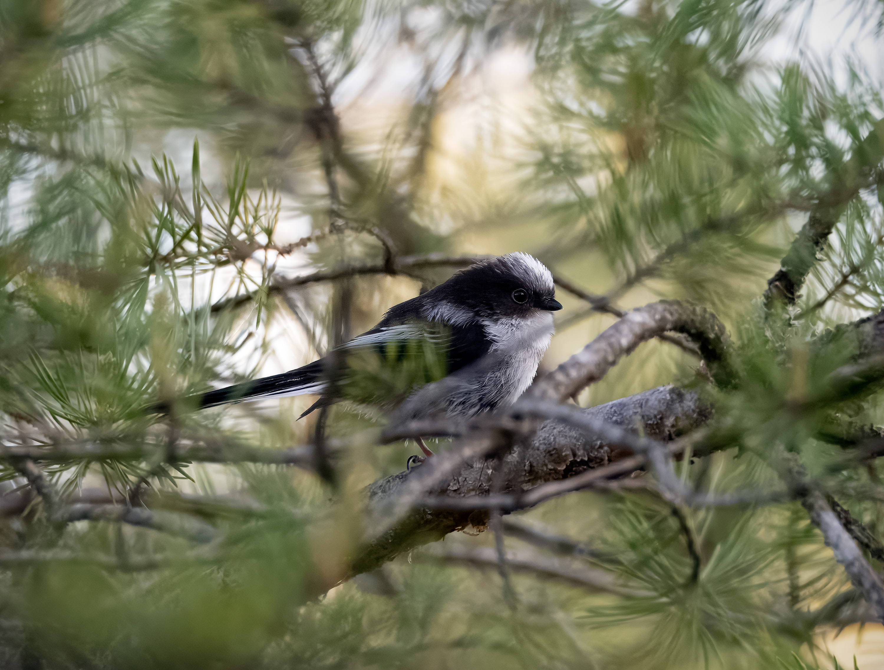 Aegithalos caudatus. Lärkeröd, Sweden. Photo: Lars Salomon. CC BY-NC 4.0.