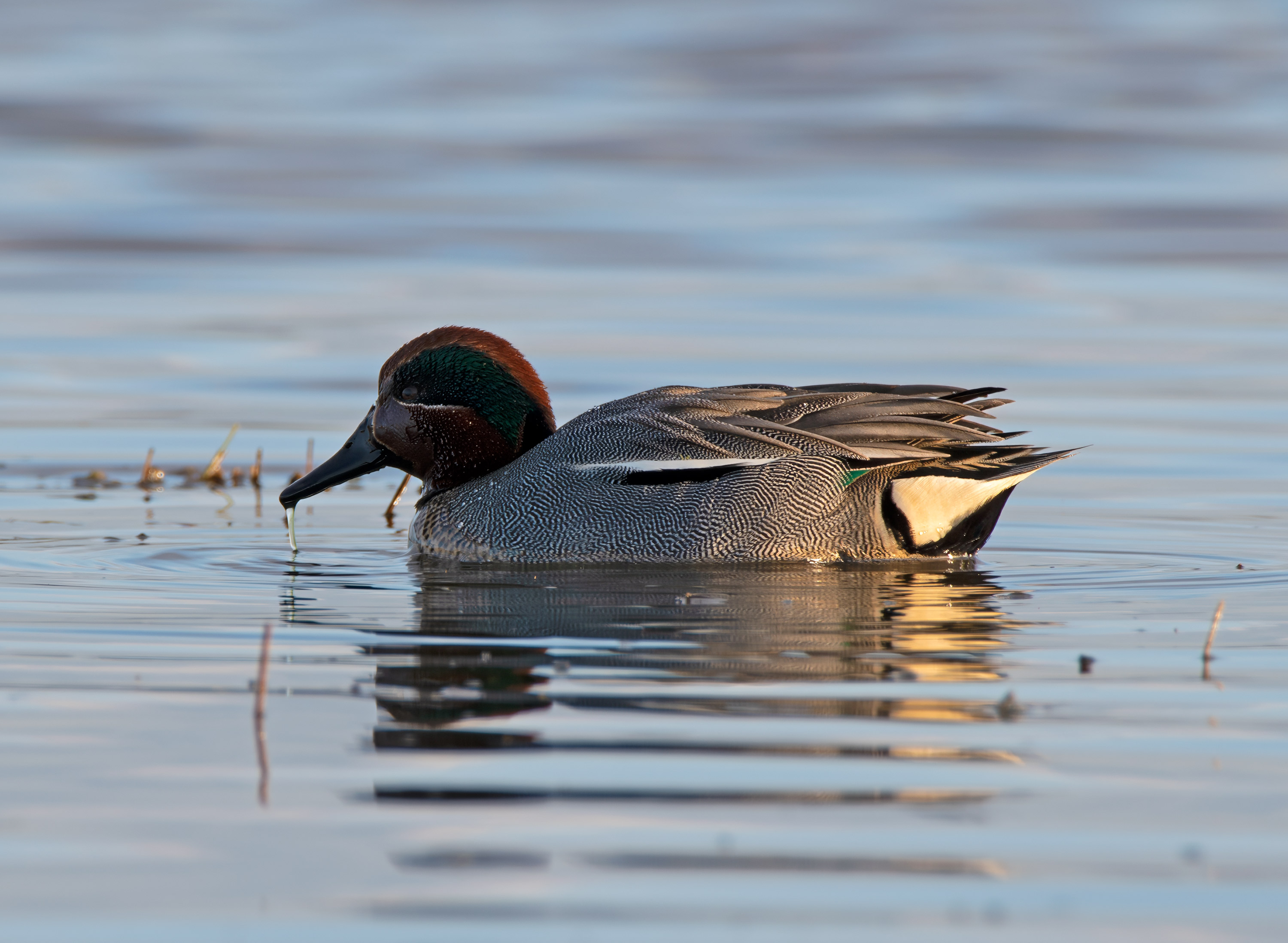 Anas crecca. Trönninge ängar, Sweden. Photo: Lars Salomon. CC BY-NC 4.0.