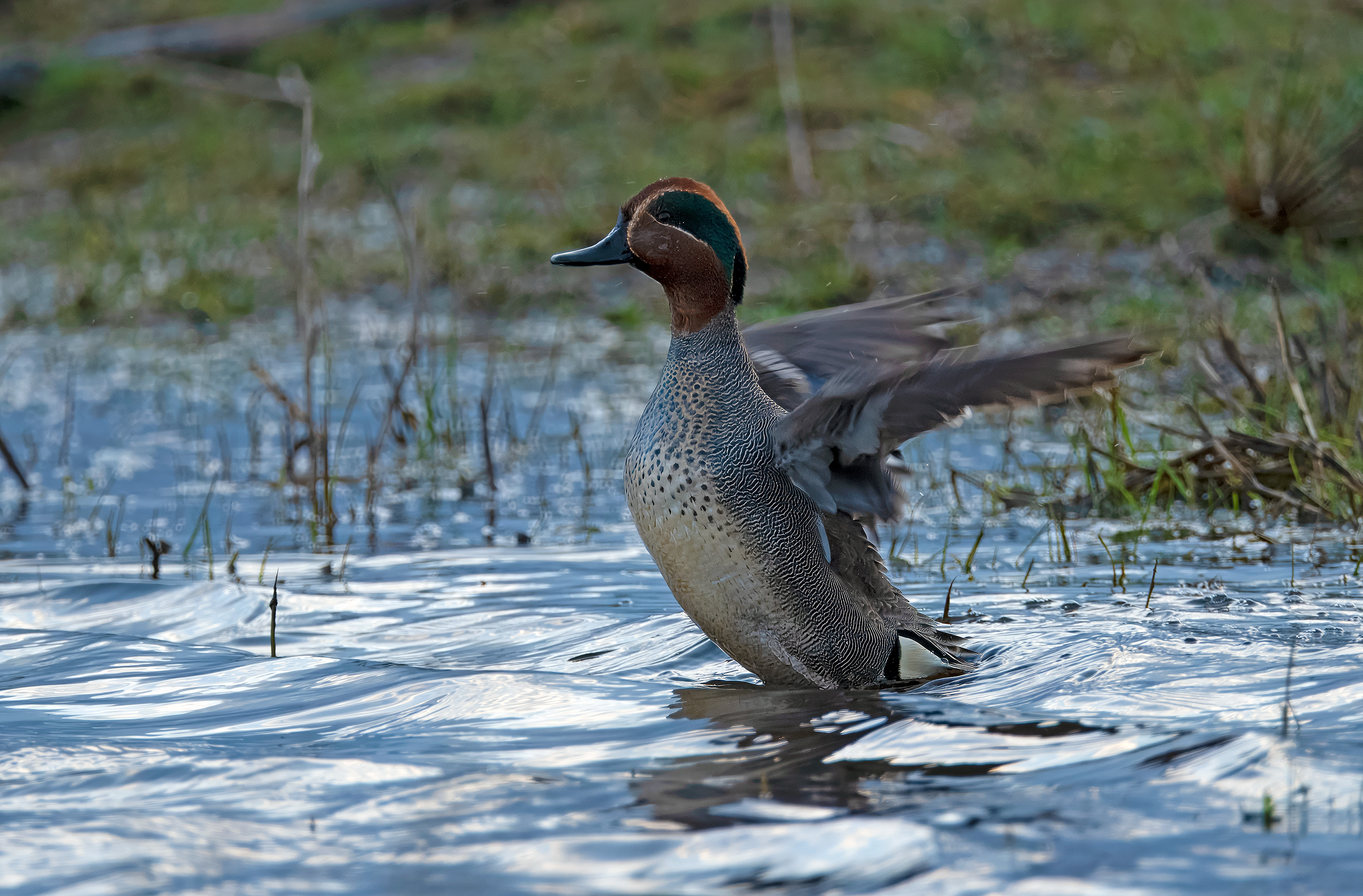 Anas crecca. Trönninge ängar, Sweden. Photo: Lars Salomon. CC BY-NC 4.0.