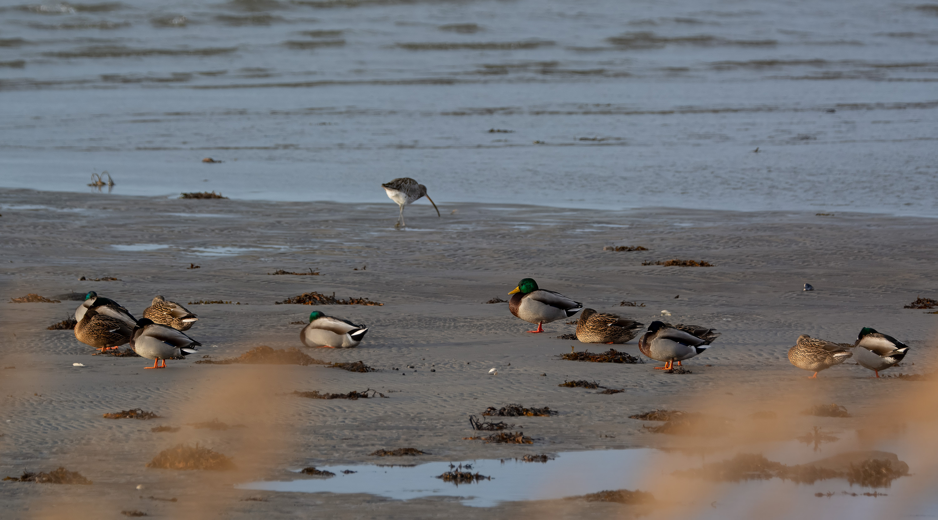 Anas platyrhynchos. Skälderviken, Sweden. Photo: Lars Salomon. CC BY-NC 4.0.