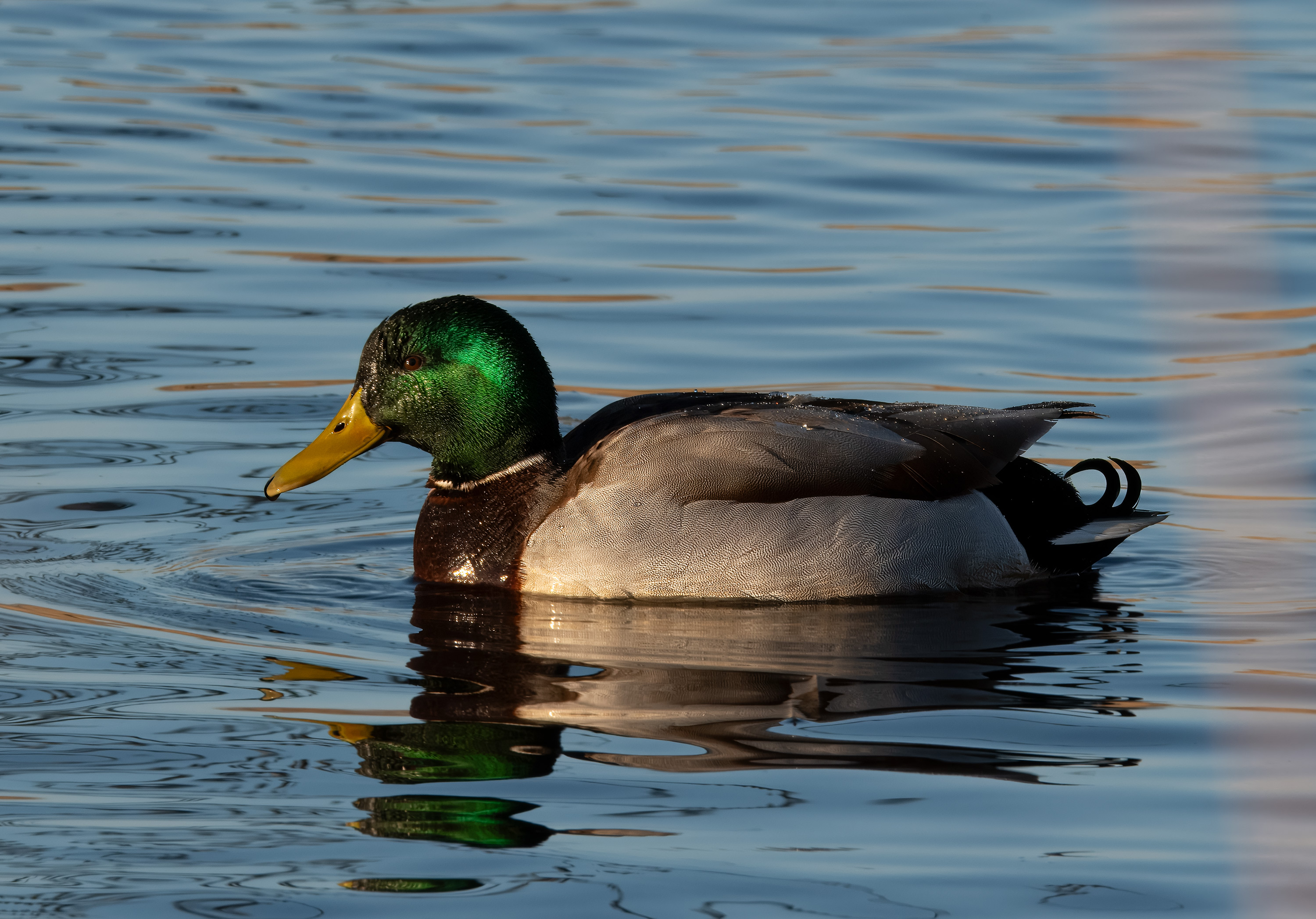 Anas platyrhynchos. Trönninge ängar, Sweden. Photo: Lars Salomon. CC BY-NC 4.0.