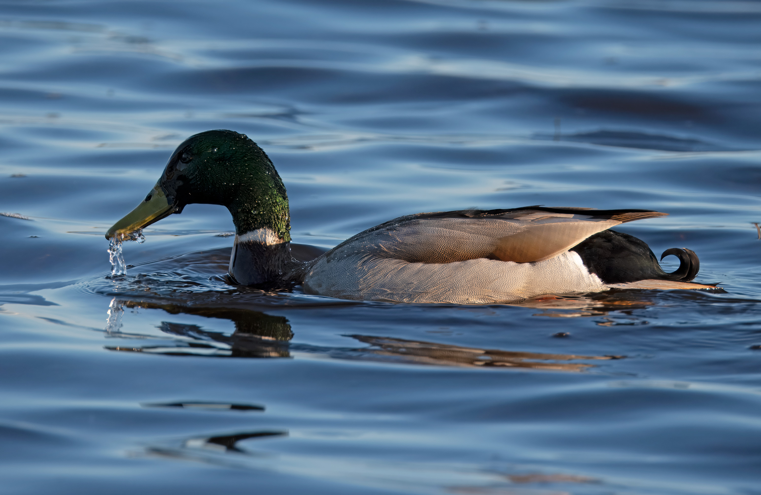 Anas platyrhynchos. Trönninge ängar, Sweden. Photo: Lars Salomon. CC BY-NC 4.0.