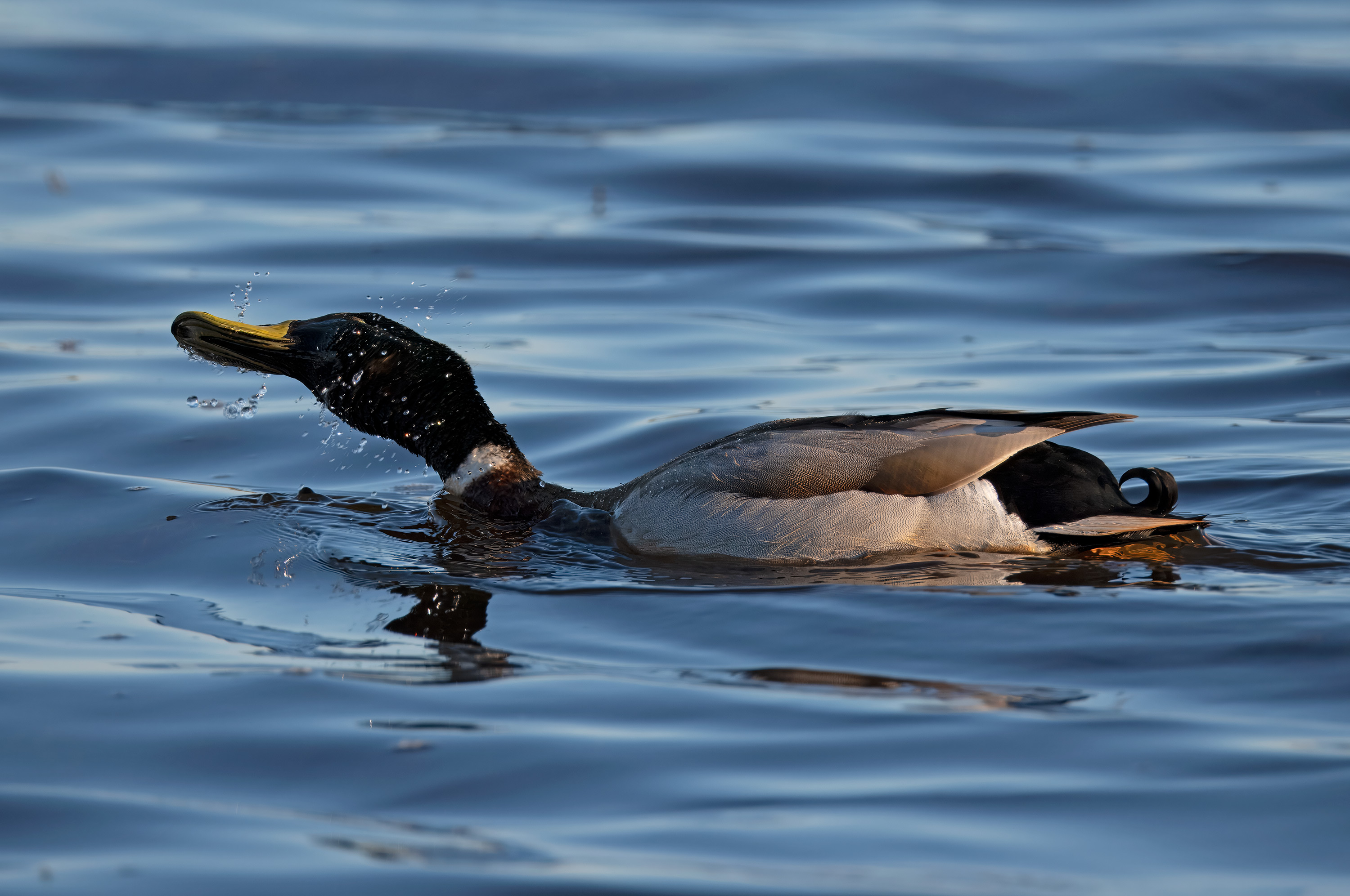 Anas platyrhynchos. Trönninge ängar, Sweden. Photo: Lars Salomon. CC BY-NC 4.0.