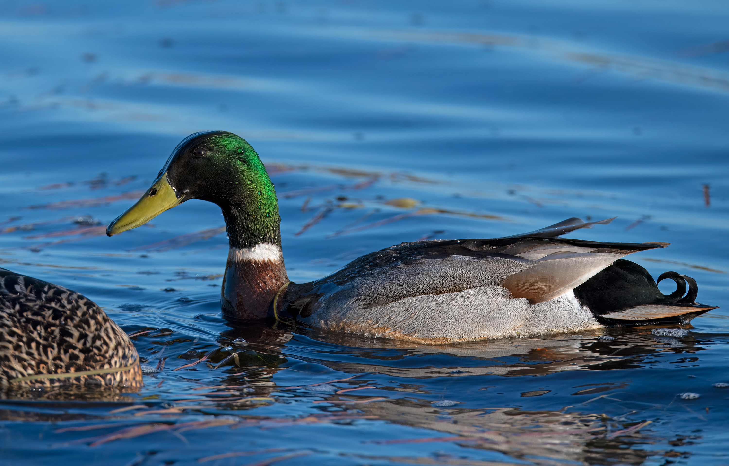 Anas platyrhynchos. Trönninge ängar, Sweden. Photo: Lars Salomon. CC BY-NC 4.0.