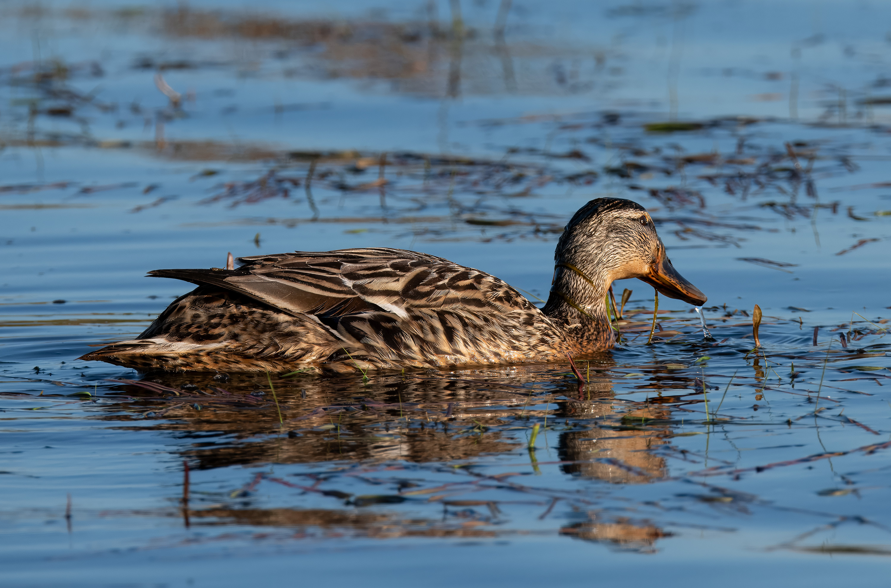 Anas platyrhynchos. Trönninge ängar, Sweden. Photo: Lars Salomon. CC BY-NC 4.0.