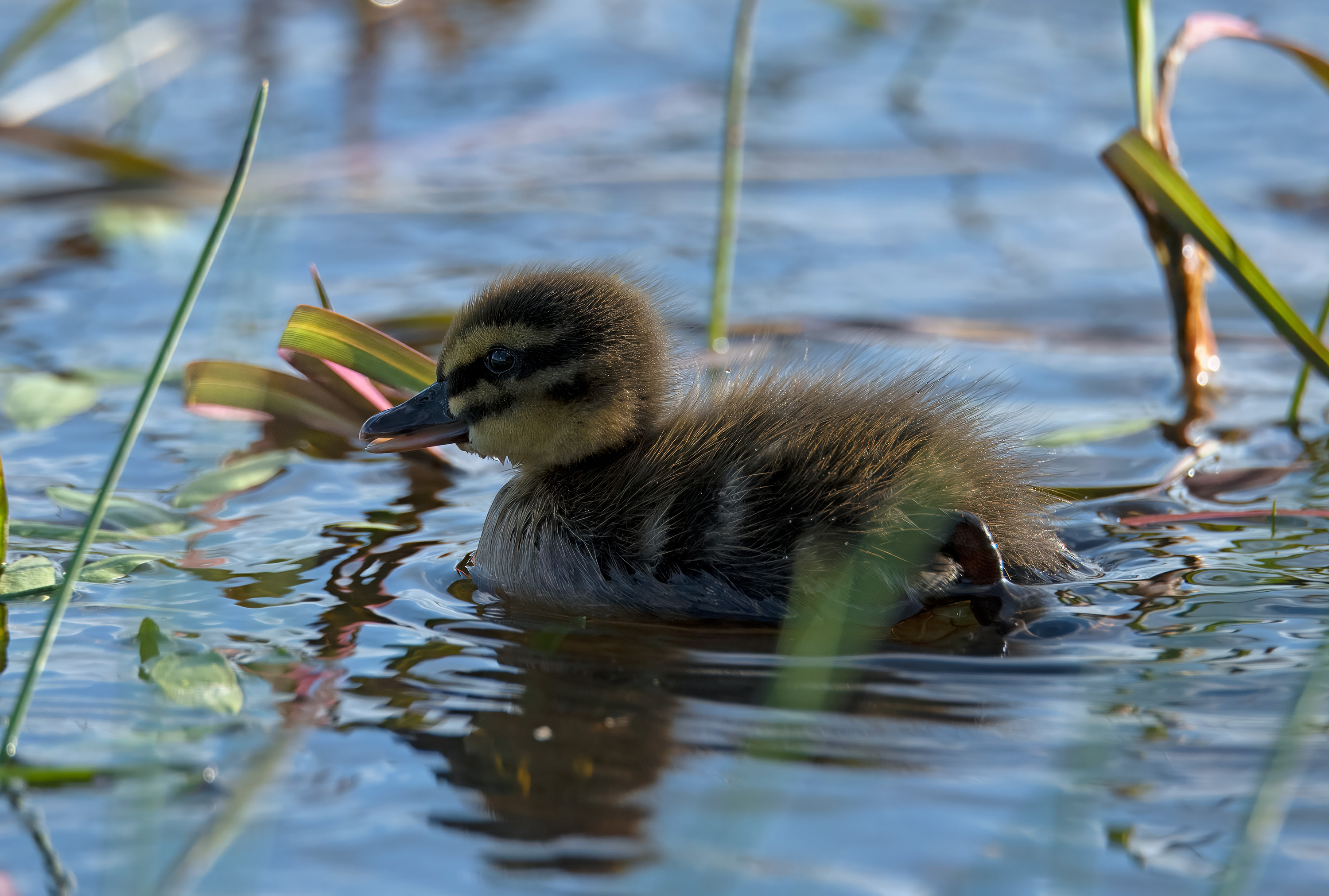 Anas platyrhynchos. Trönninge ängar, Sweden. Photo: Lars Salomon. CC BY-NC 4.0.