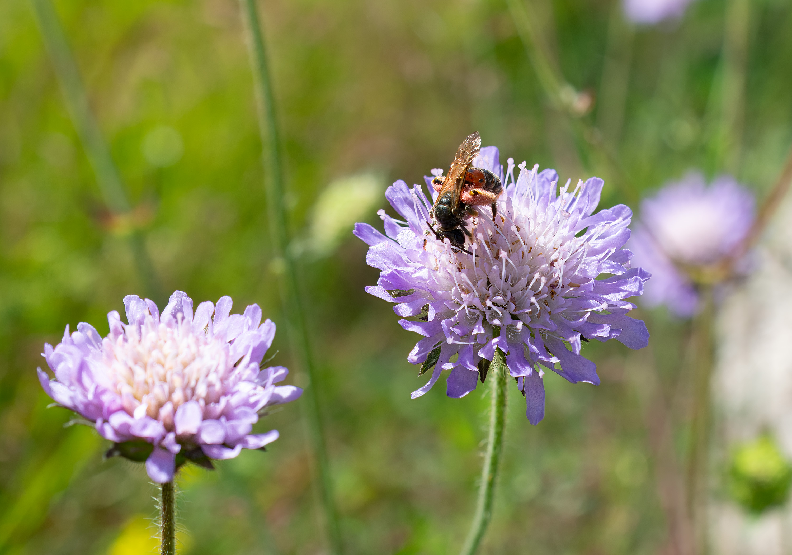 Andrena hattorfiana., Broby, Sweden. Photo: Lars Salomon. CC BY-NC 4.0.