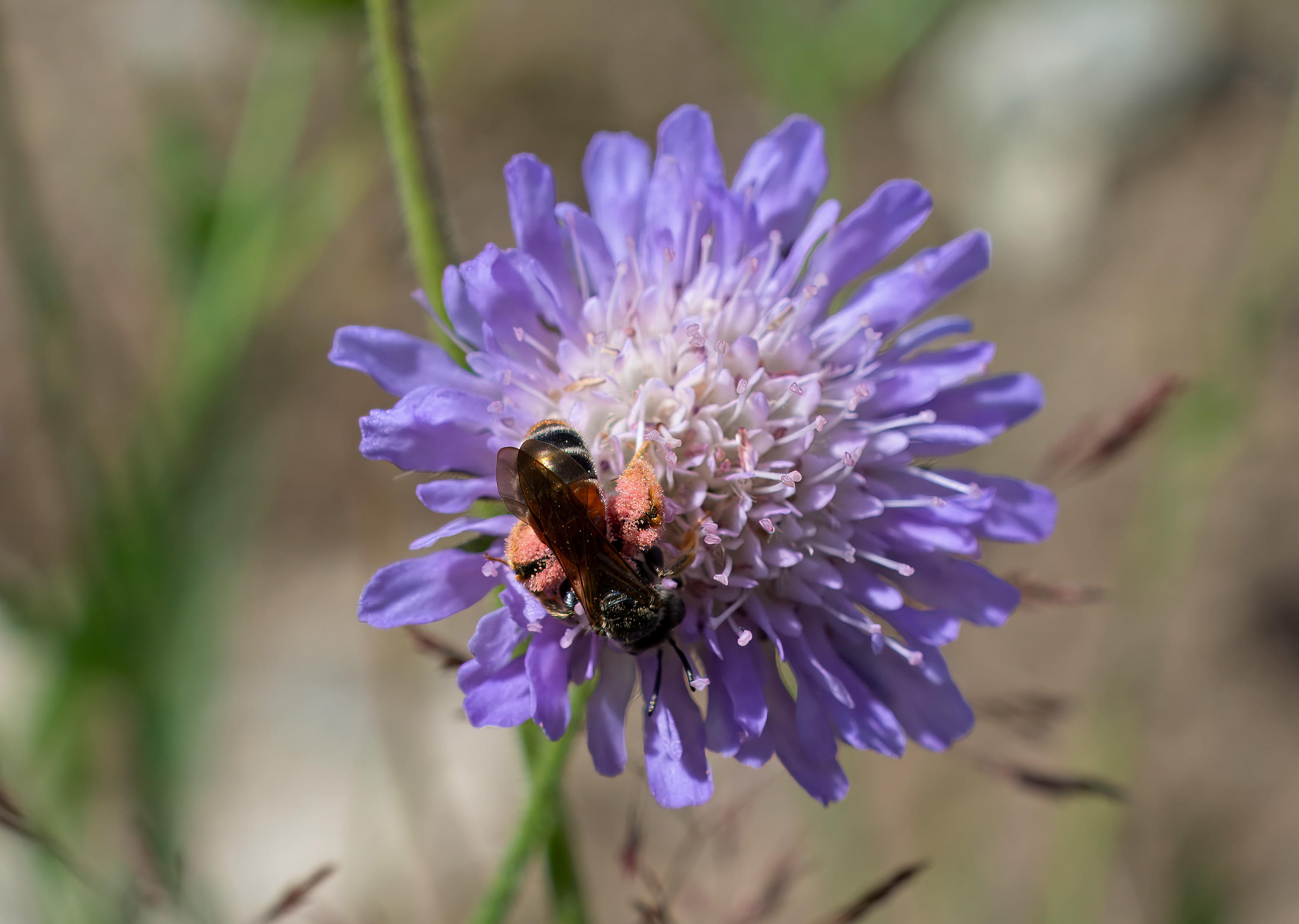 Andrena hattorfiana., Broby, Sweden. Photo: Lars Salomon. CC BY-NC 4.0.