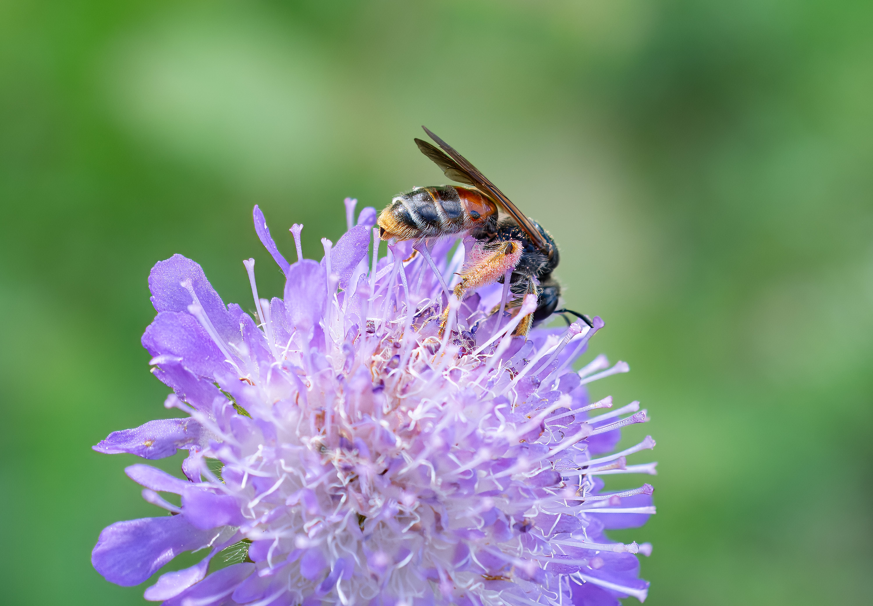 Andrena hattorfiana., Broby, Sweden. Photo: Lars Salomon. CC BY-NC 4.0.