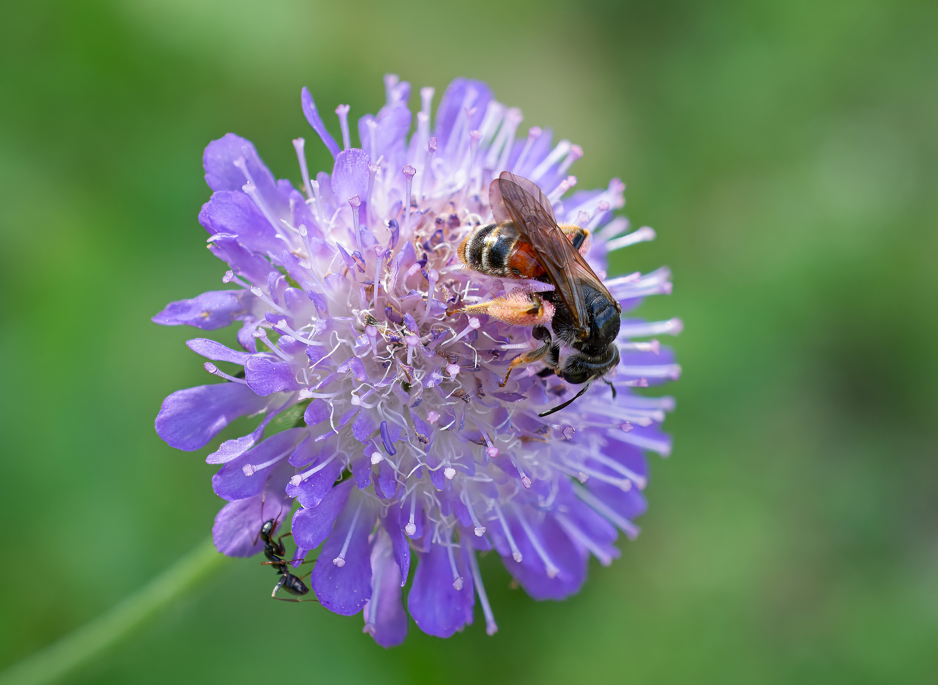 Andrena hattorfiana., Broby, Sweden. Photo: Lars Salomon. CC BY-NC 4.0.